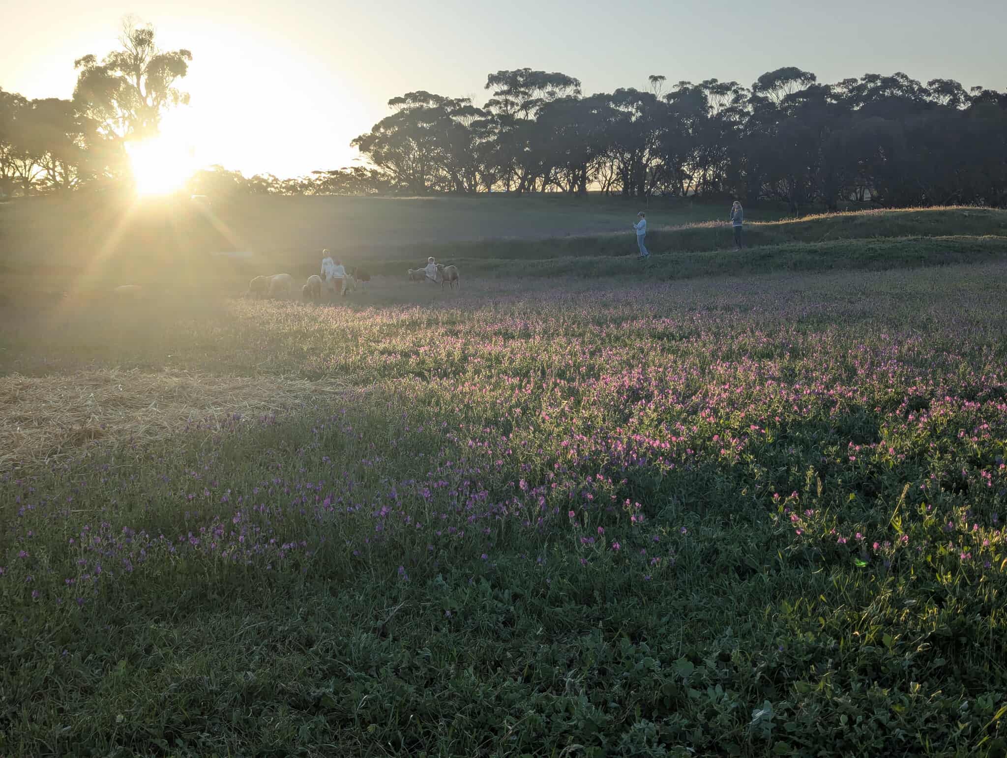Sandalwood Downs  Farm Stay Toodyay