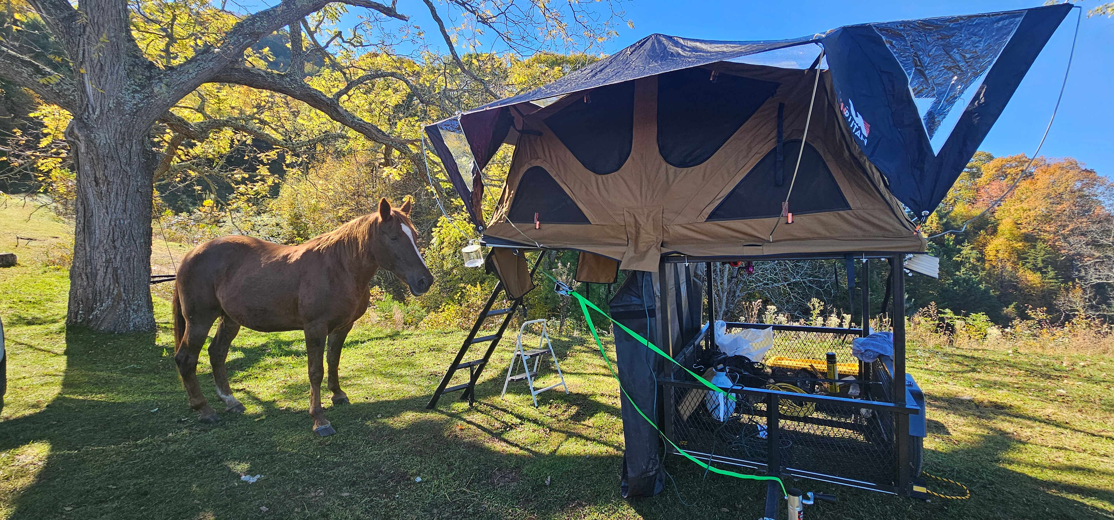Morning visitor looking for head scratches. 
