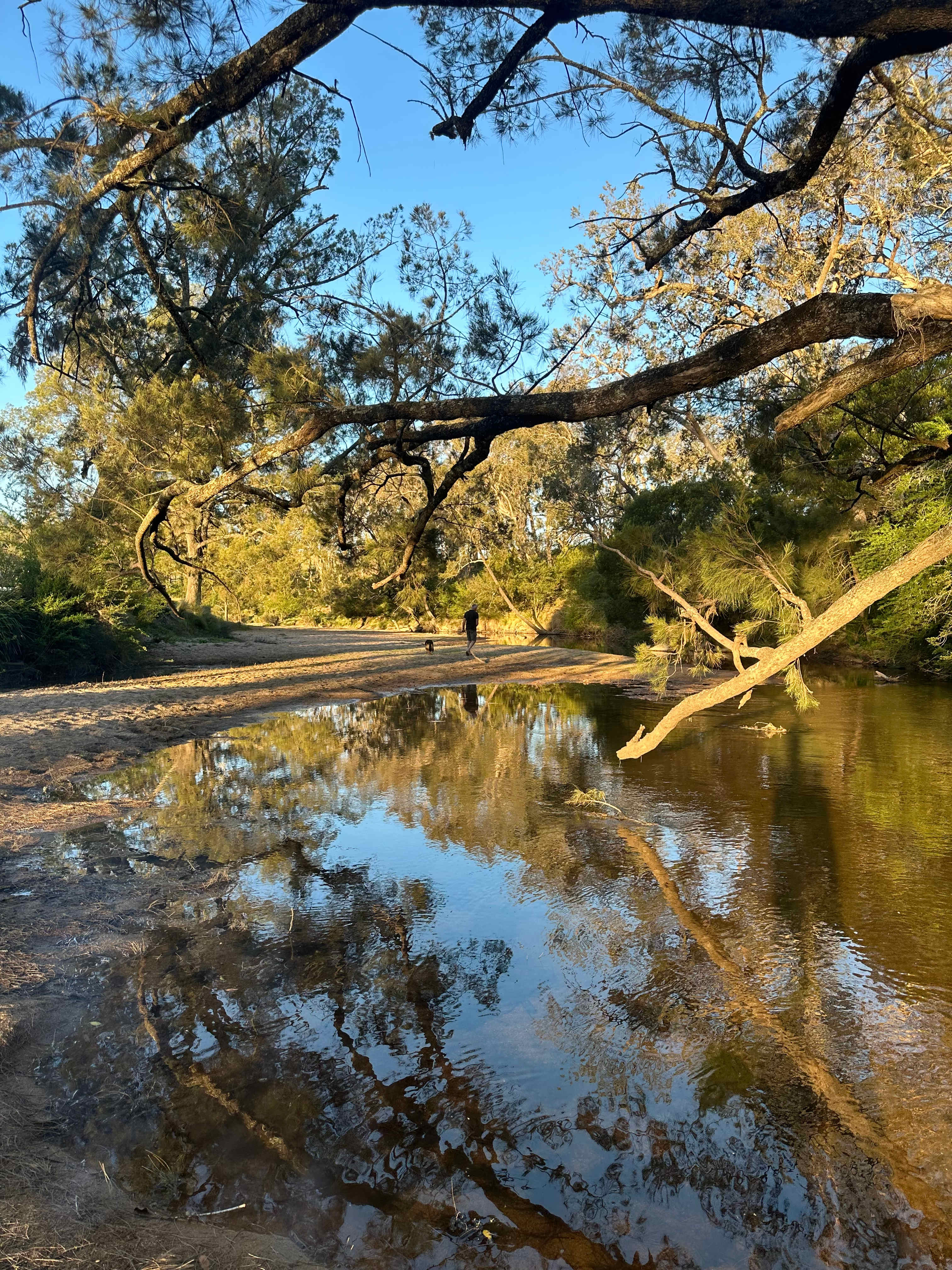 Afternoon stroll under the shade of the creek trees