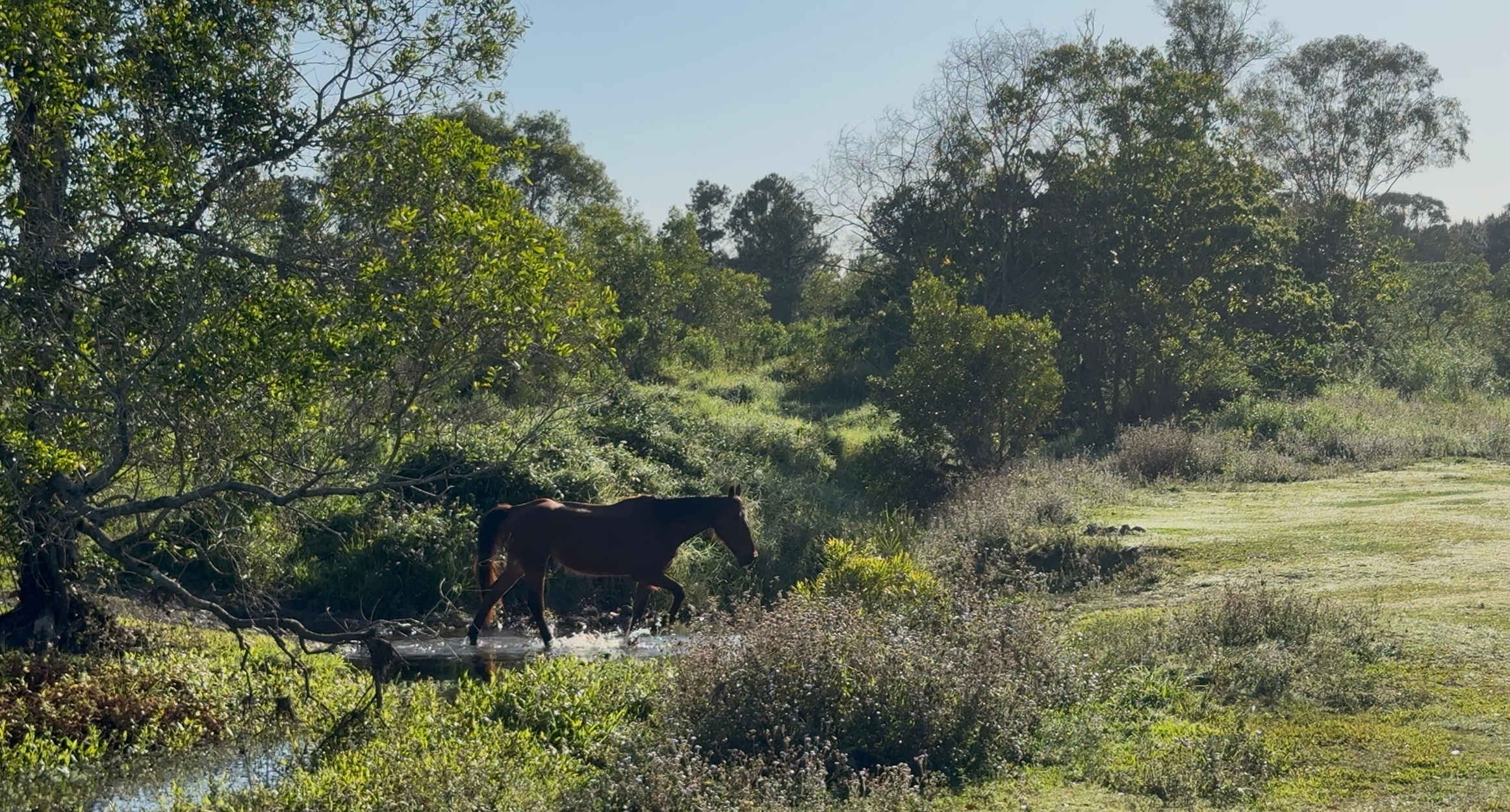 Wild Horse Retreat
