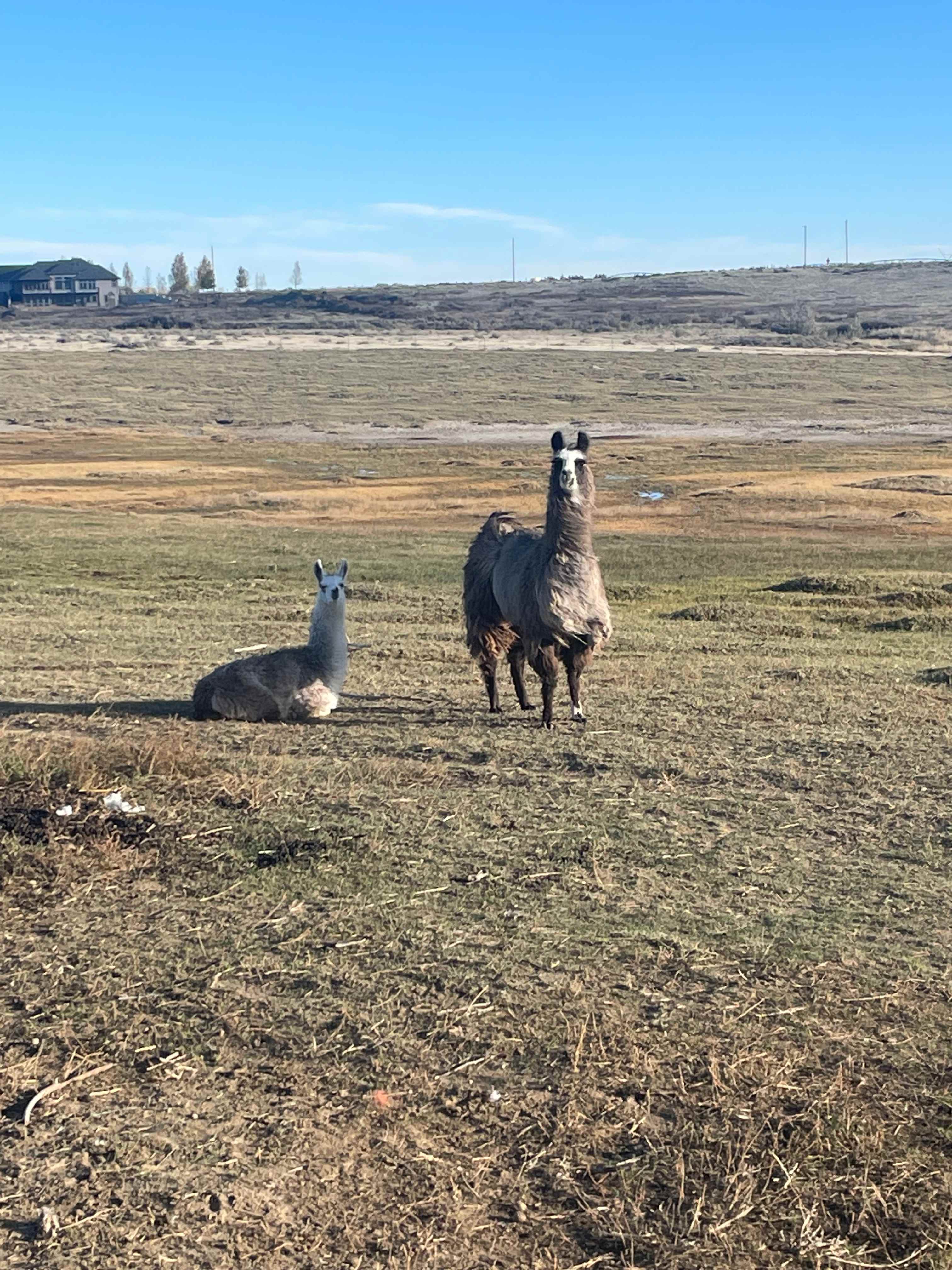 Cloud Peak Llama and alpaca ranch