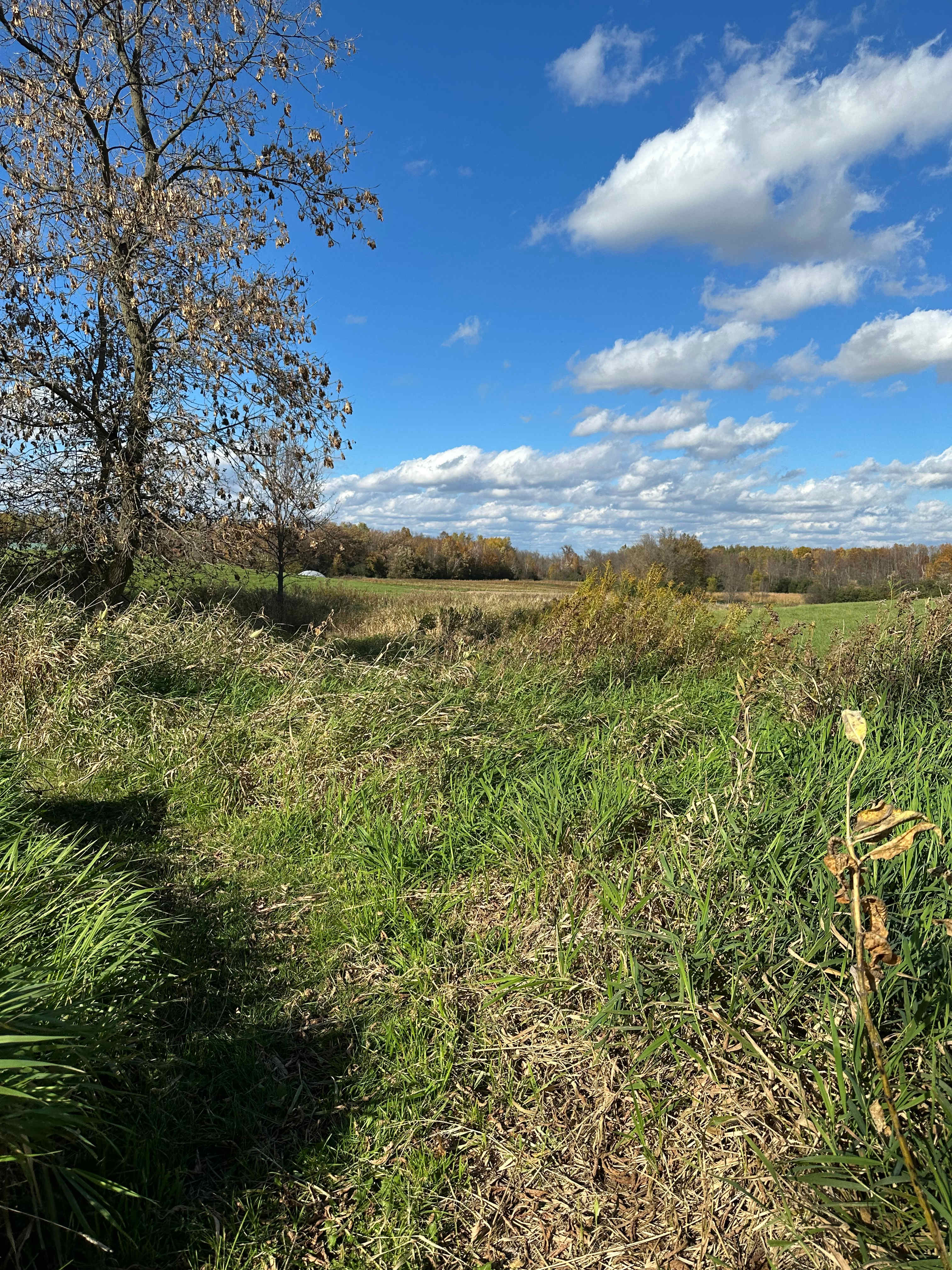 The Jubilee Homestead