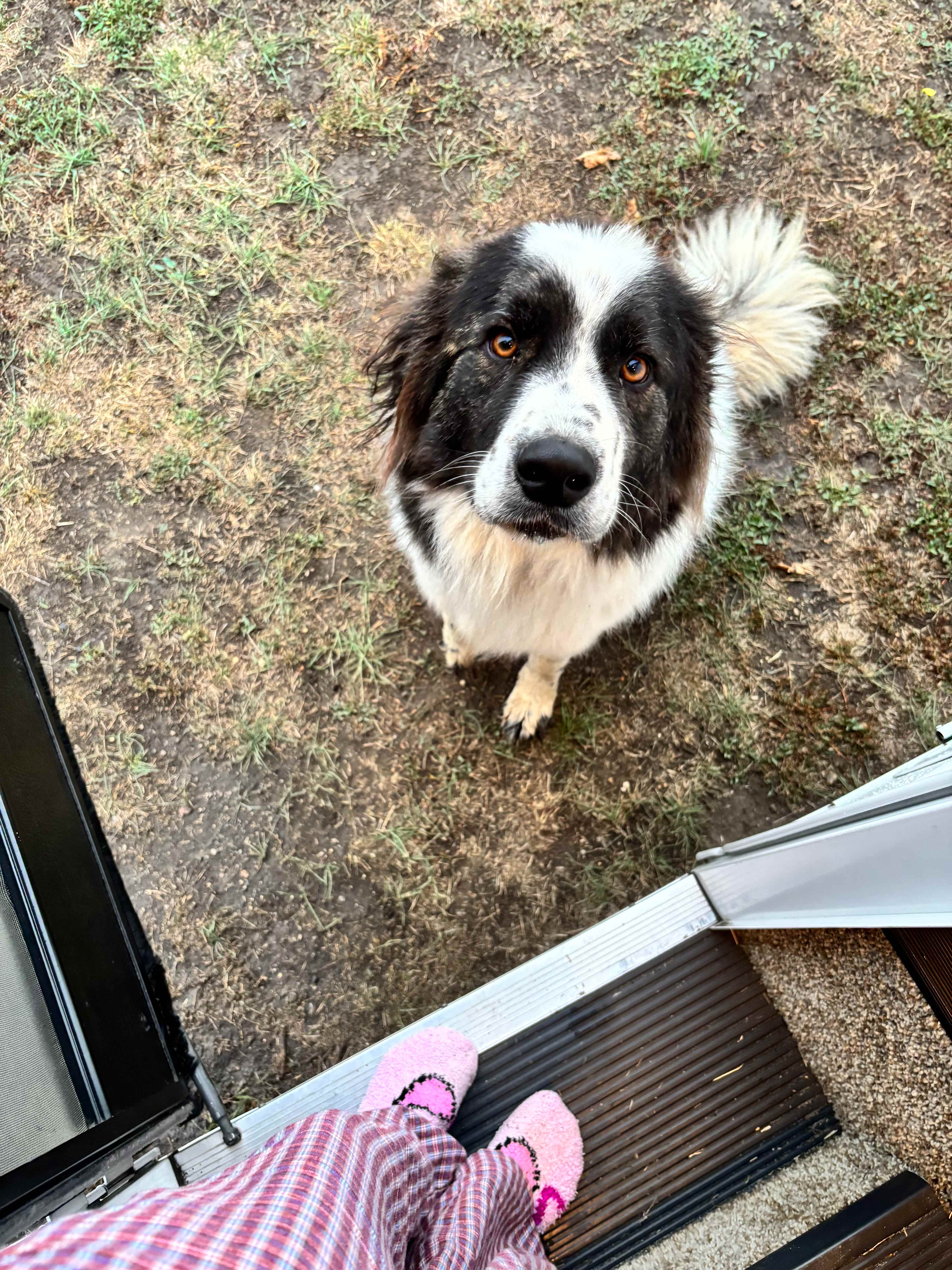 Diamond A Cattle Ranch