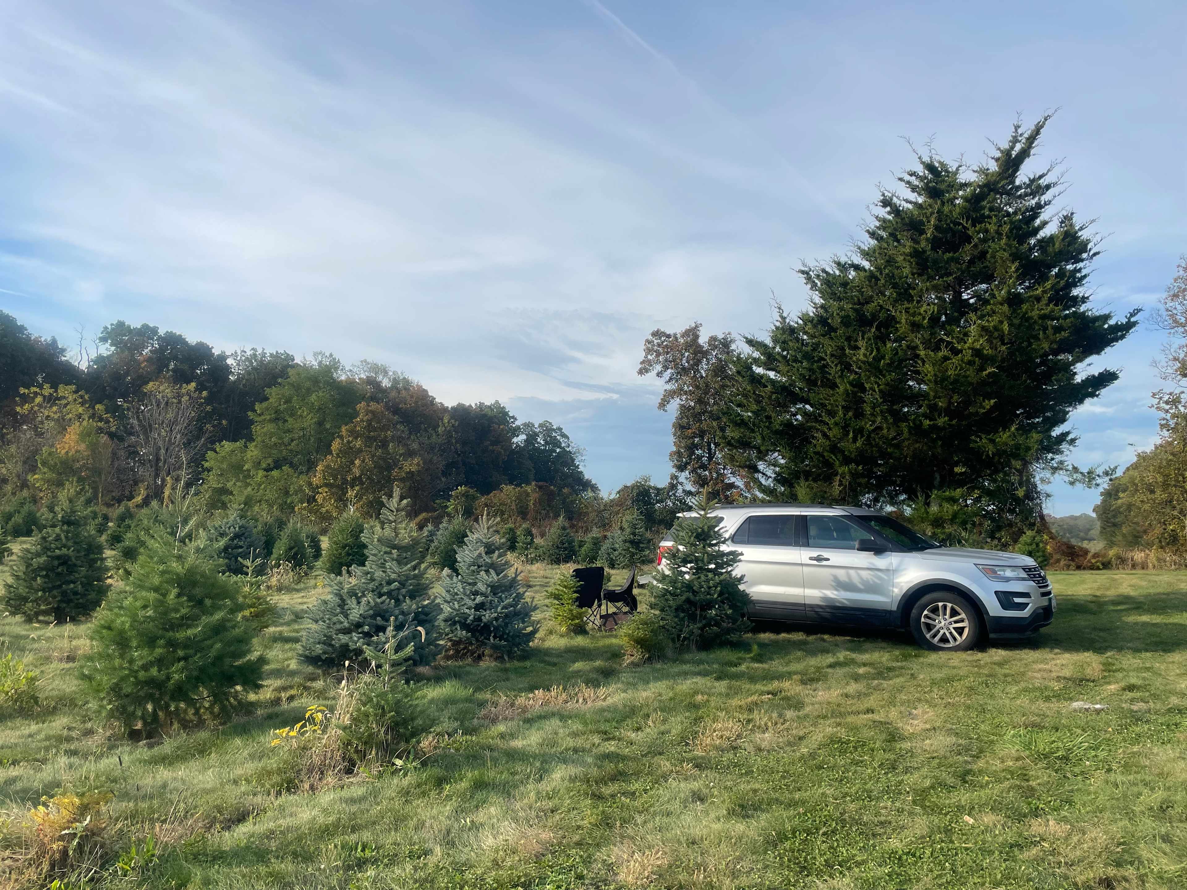 Christmas Tree Farm with Views