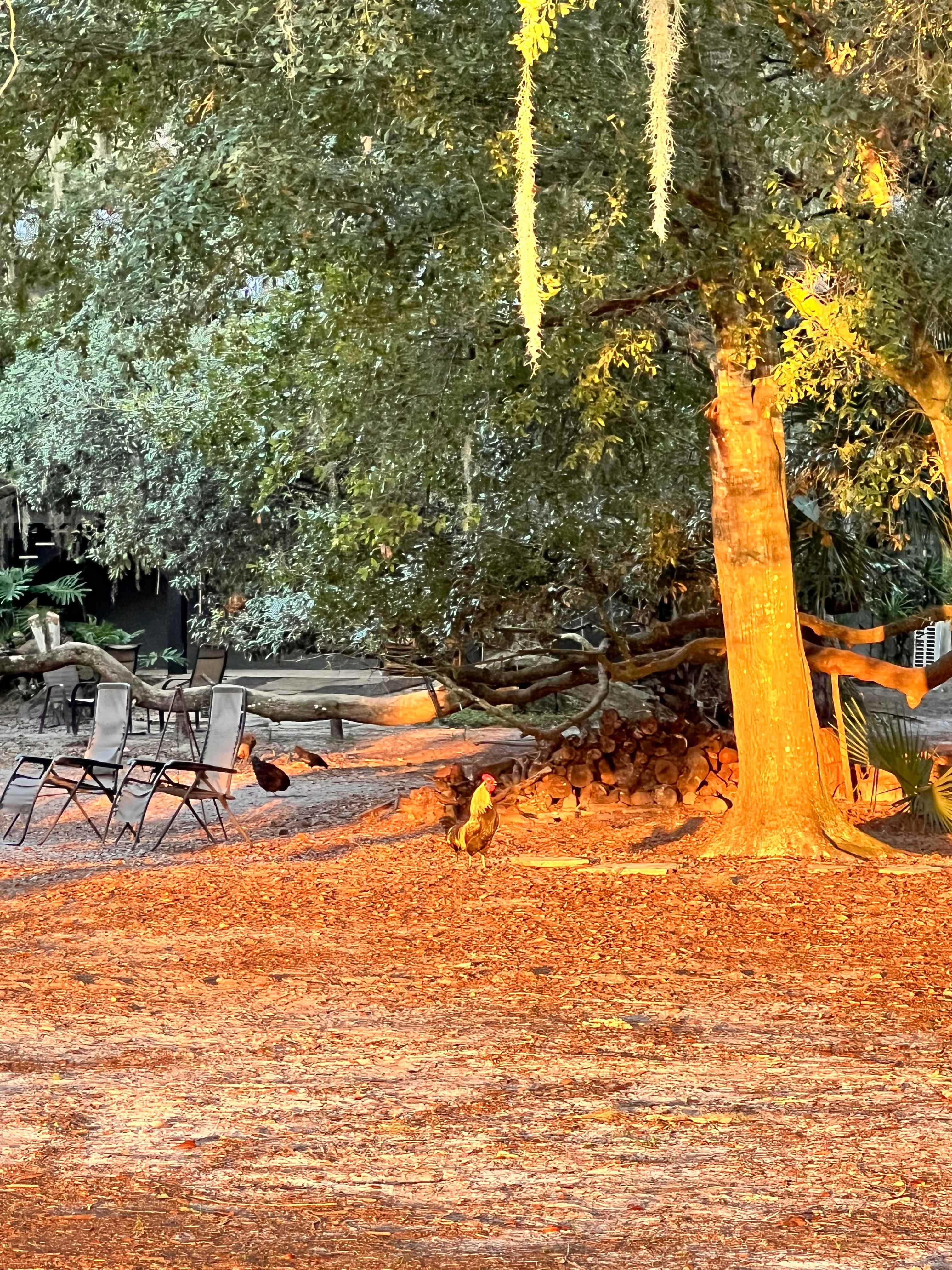 Our morning alarm ⏰ at 4:50