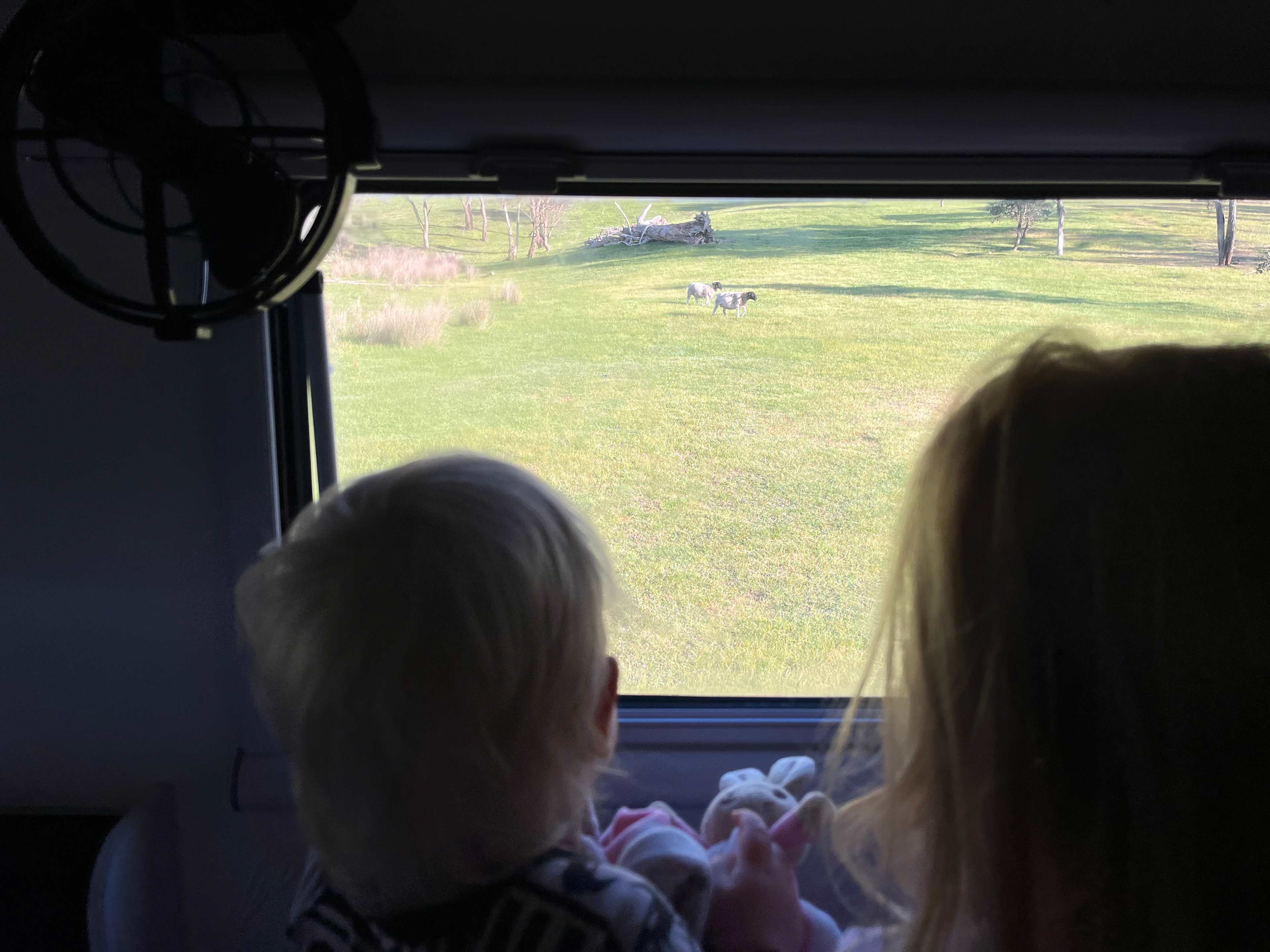 Kids Loved the animals in the morning!! Fyi super friendly!