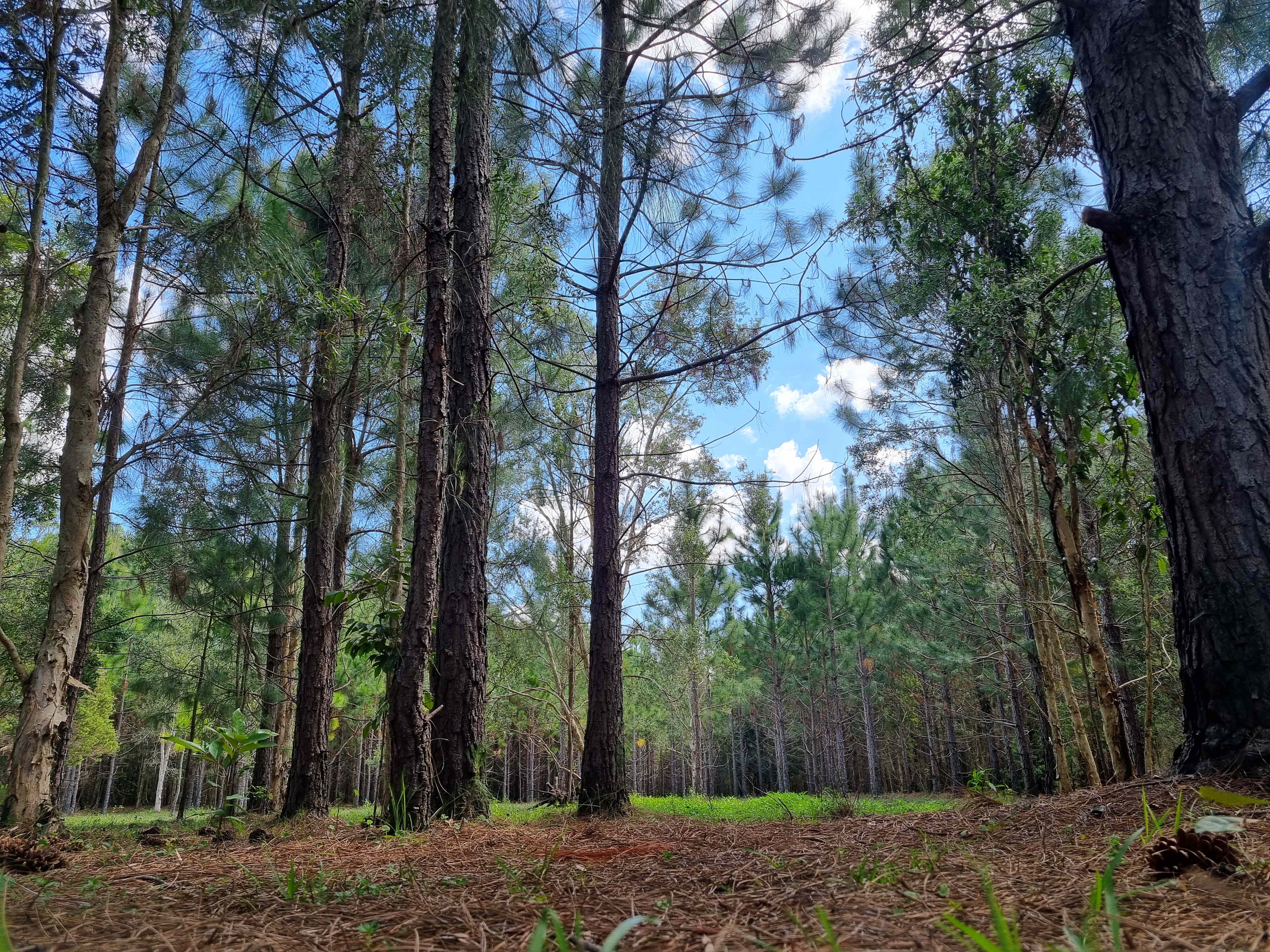 Warrego Warmblood Stud