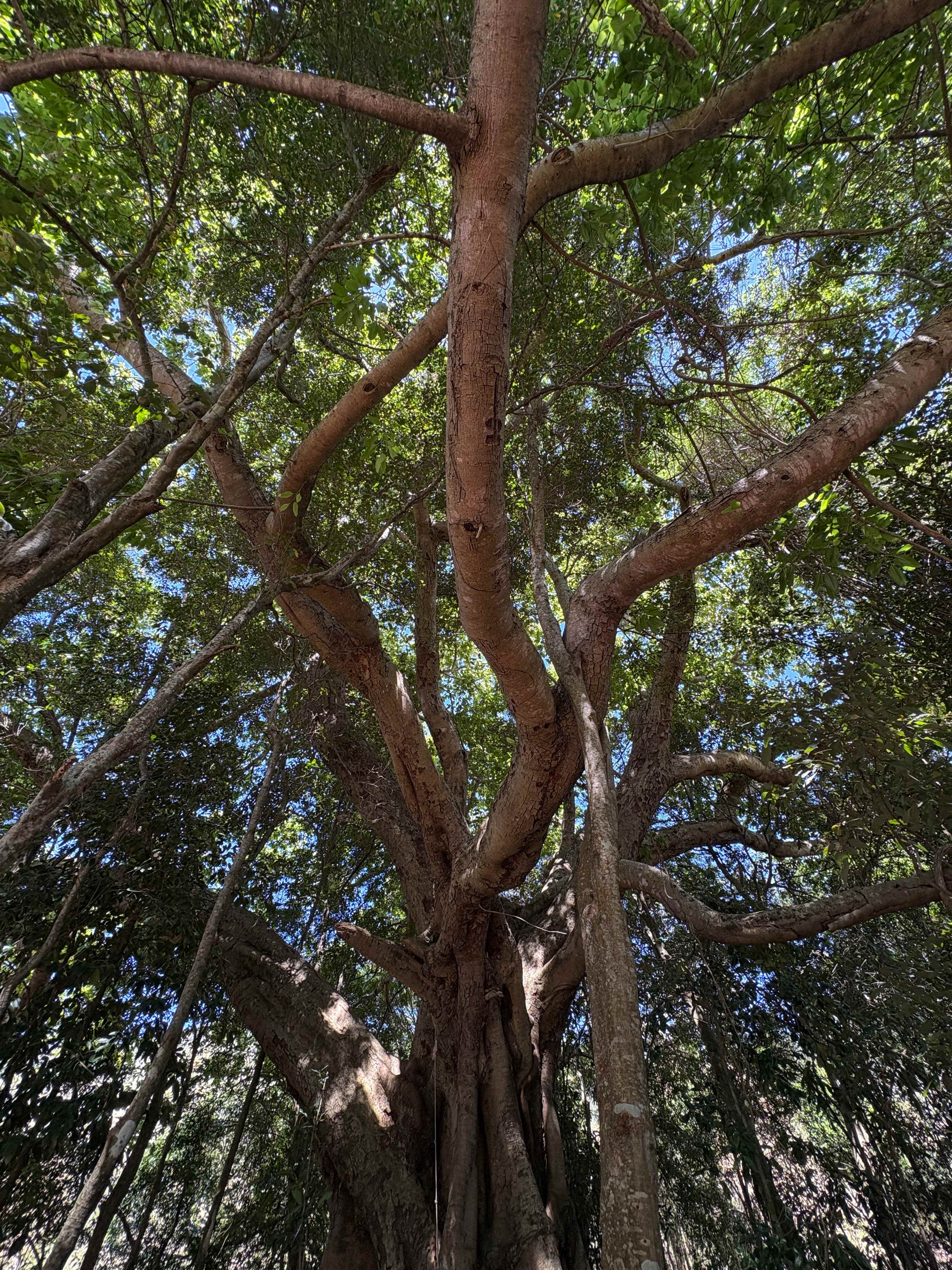 Hopevale Adventure Camping