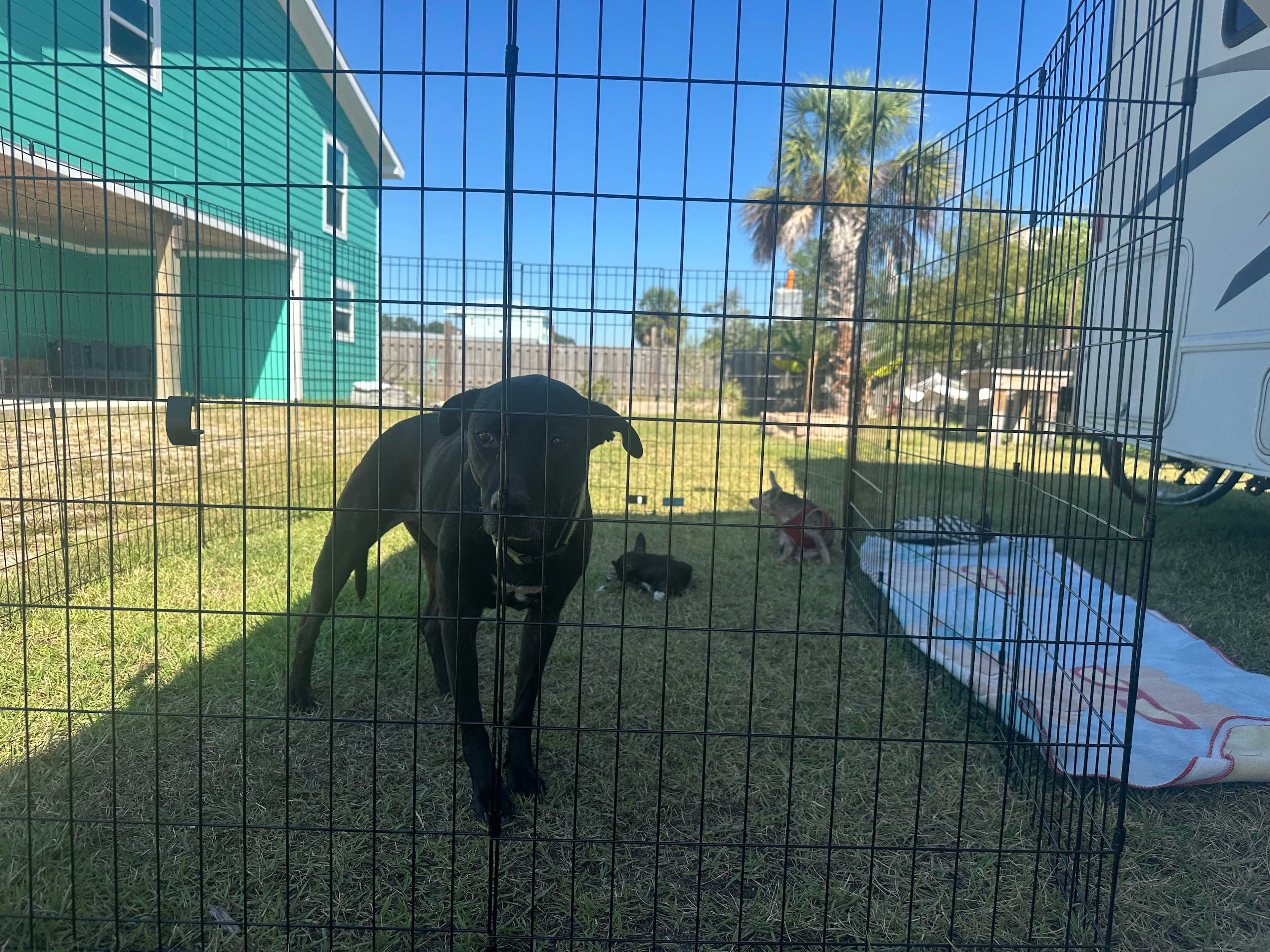 Our pets loved being outside at camp. 