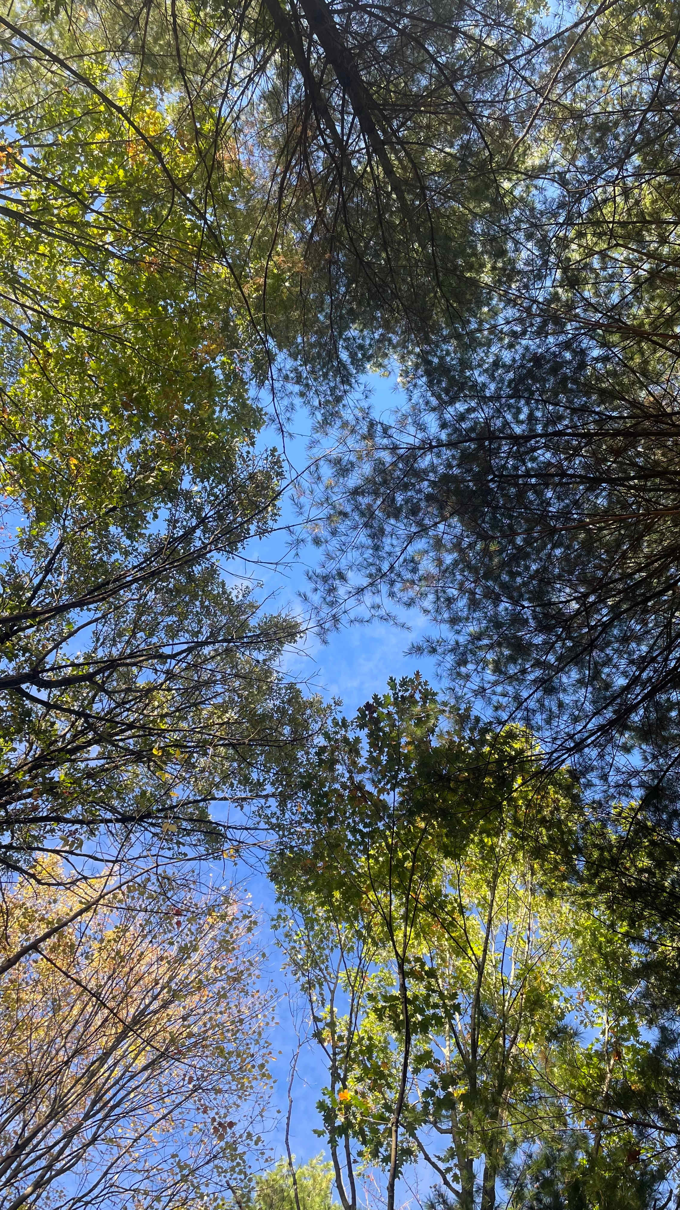 Bosque de Maria/Maria's Forest