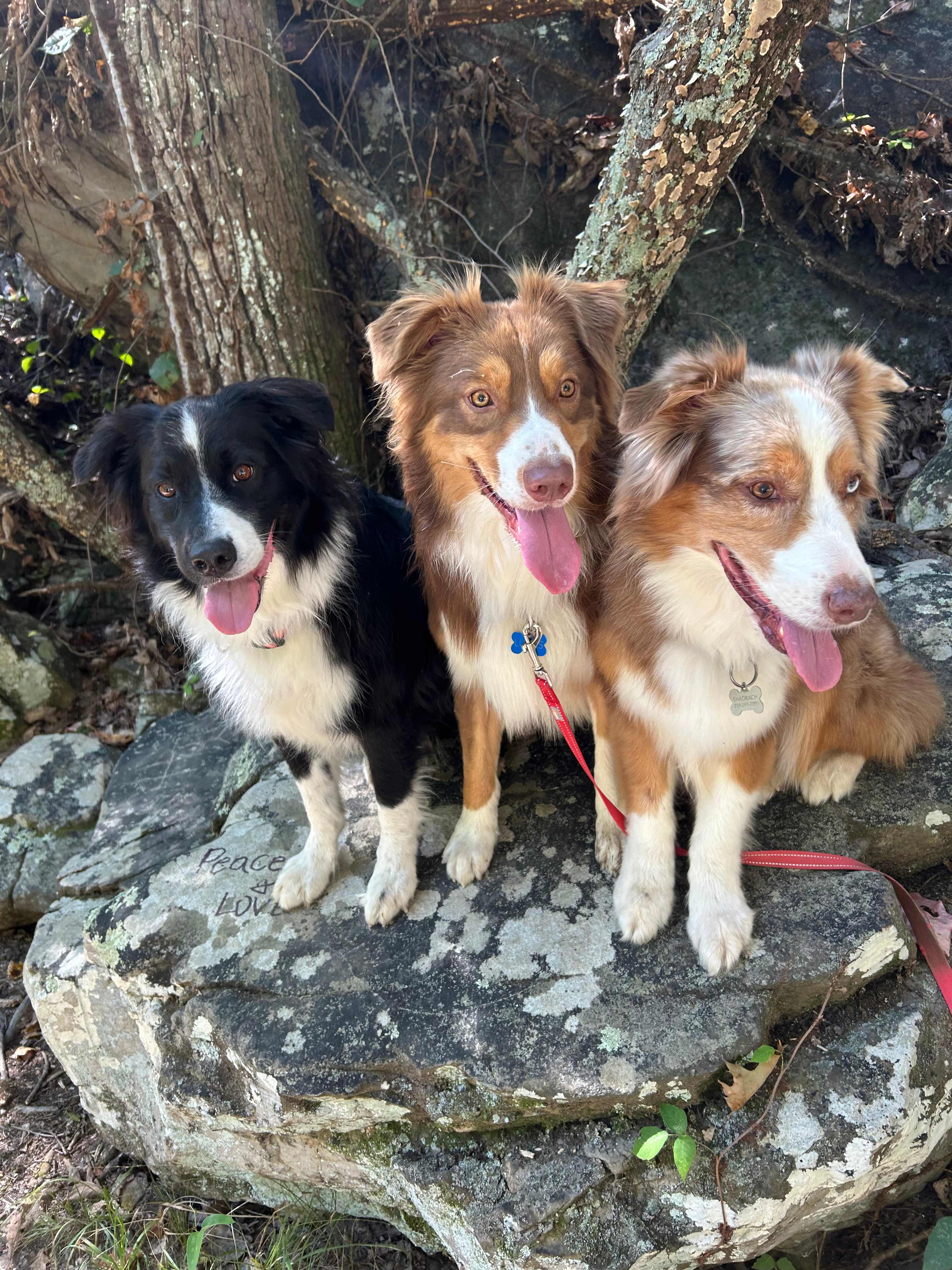 Peaceful Hollow Farm