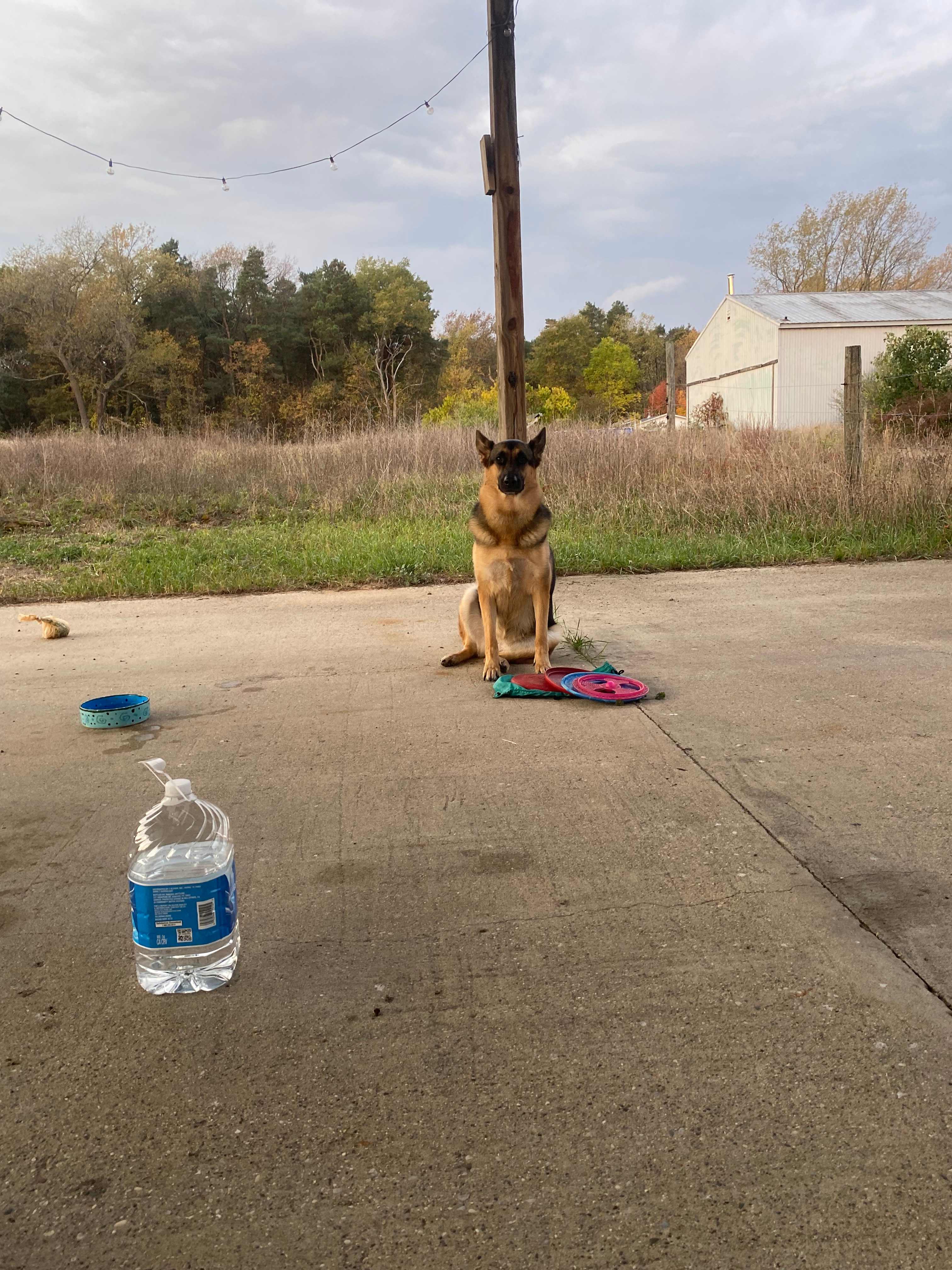 Our dog enjoyed camping here!