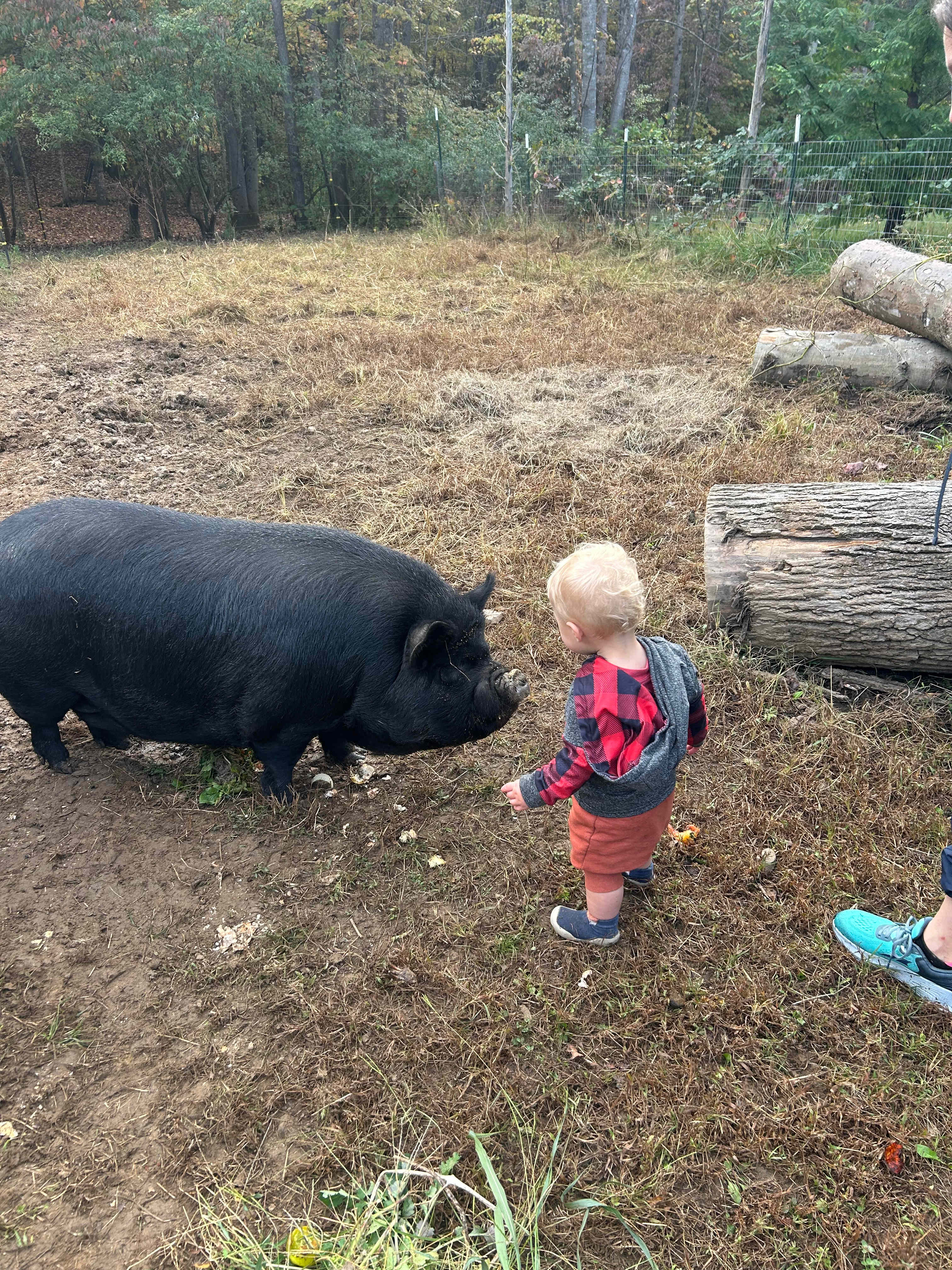 Happy Hollow Homestead