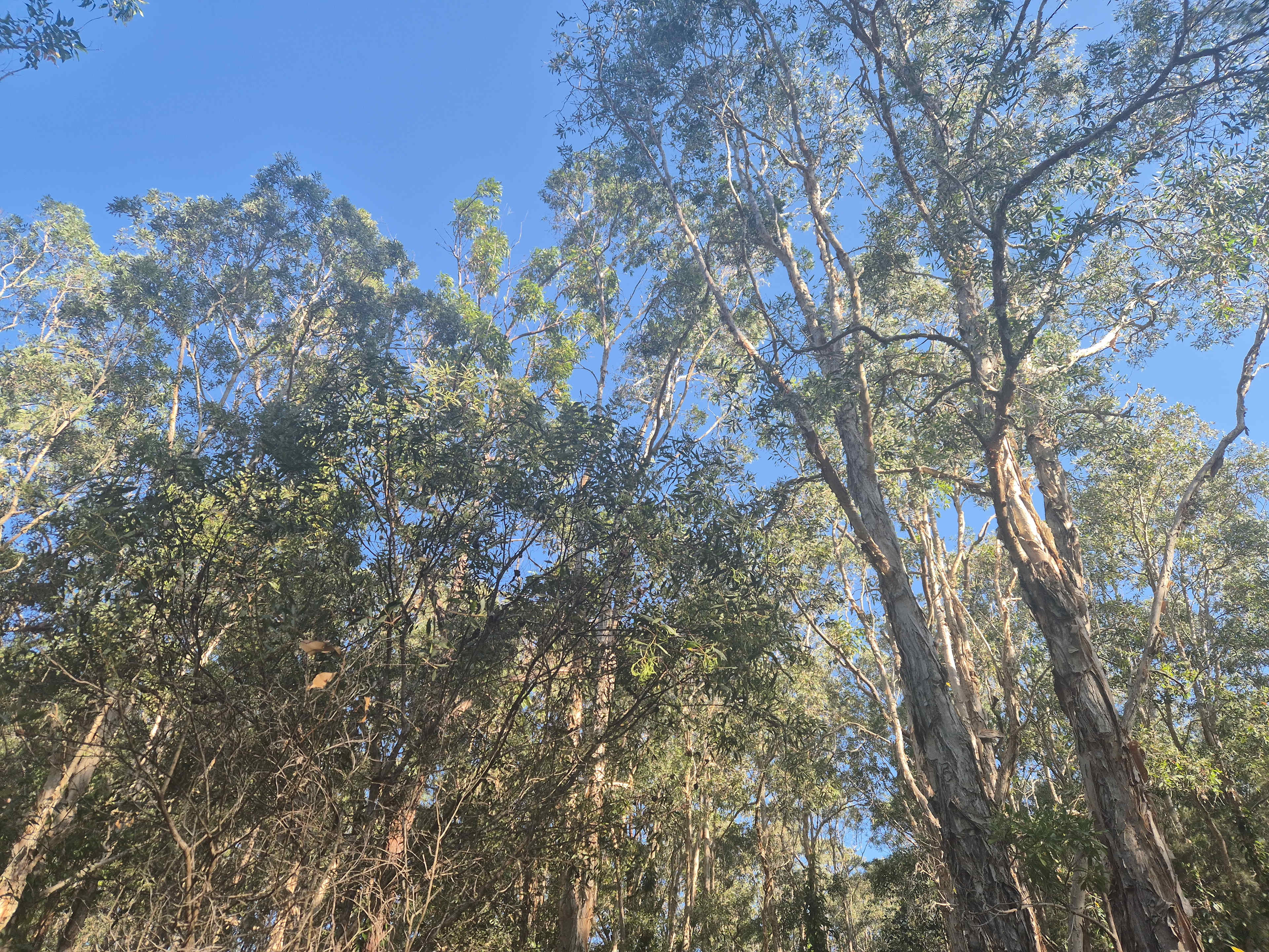 Noosa  Hinterland RV and Hip Camp