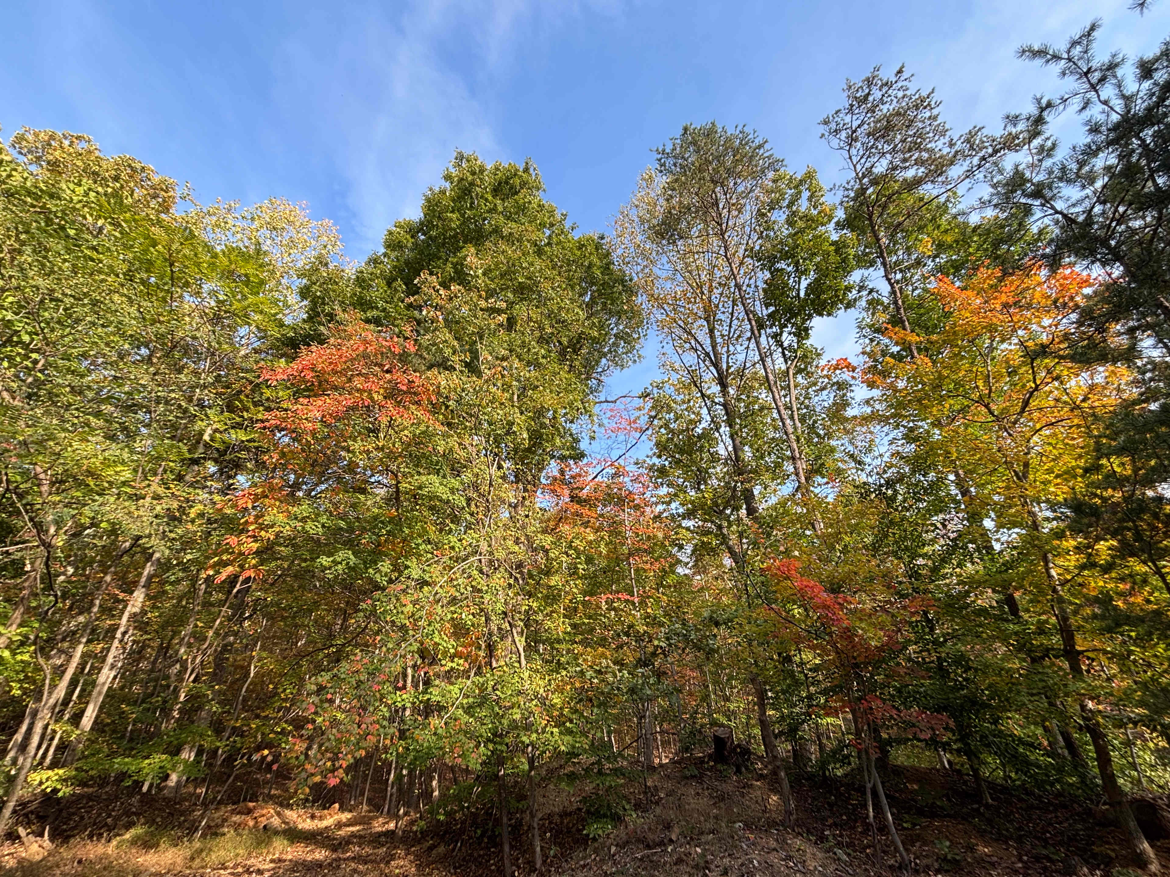 Peaceful Hollow Pines