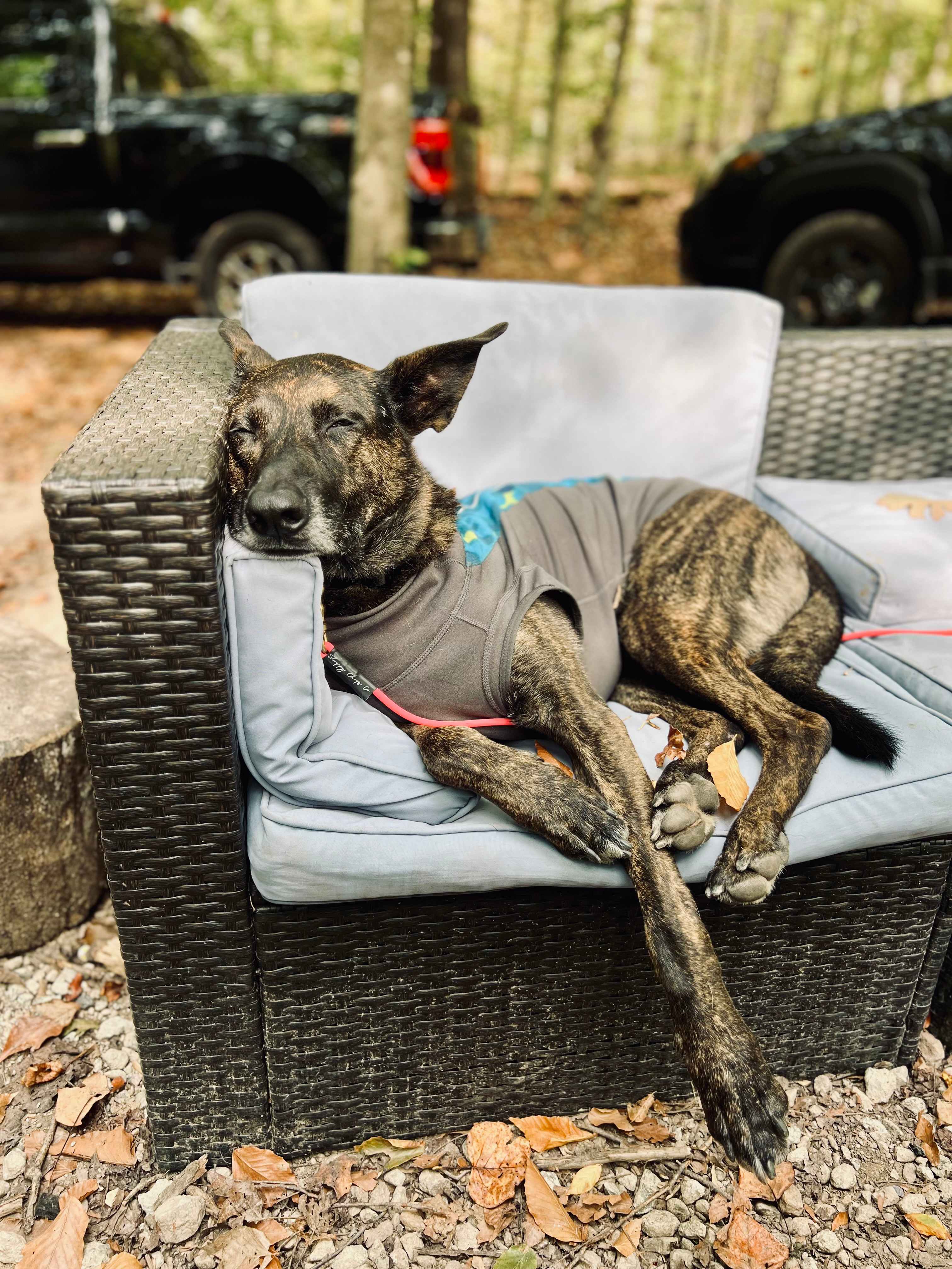 Ruck snoozing on a provided sofa after a walk on the winding trails