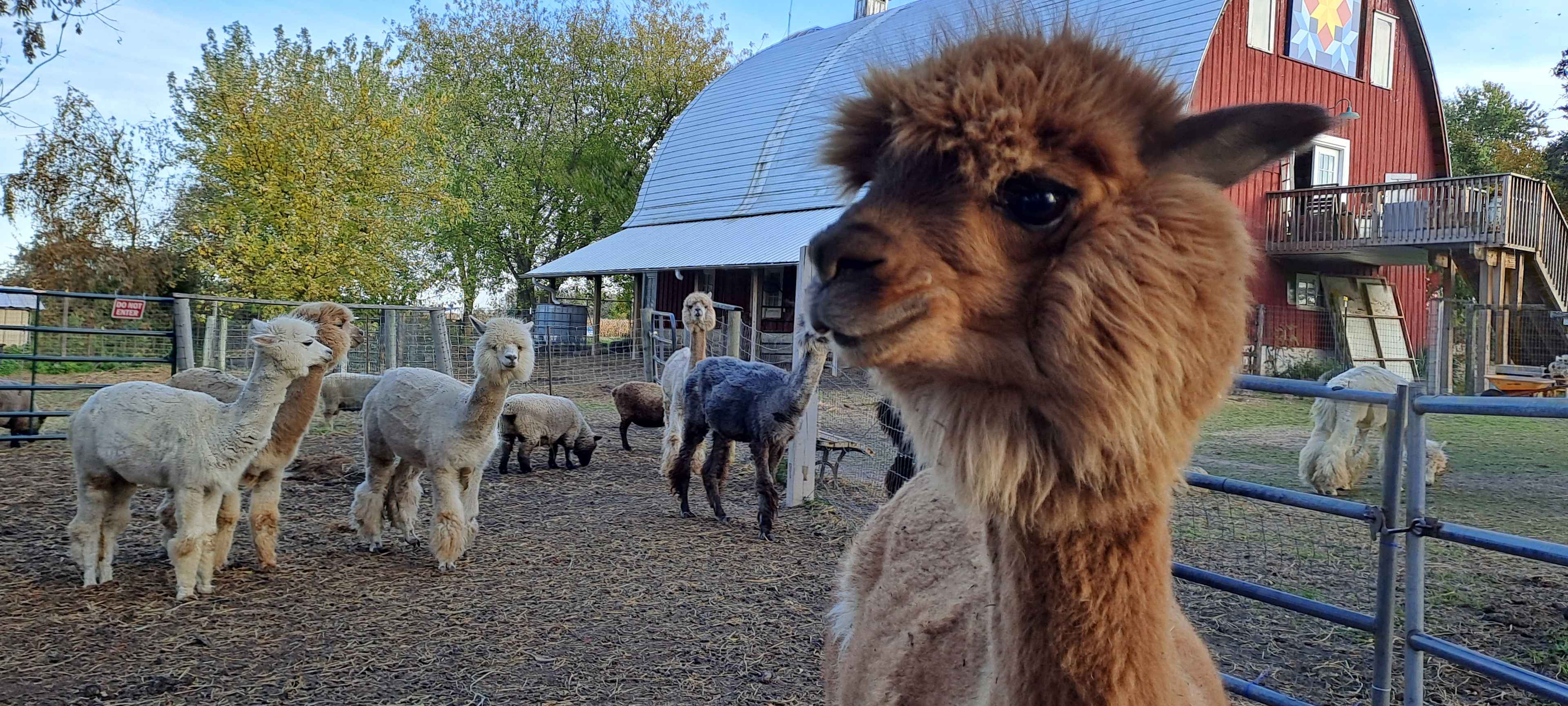 Evergreen Oasis Farm
