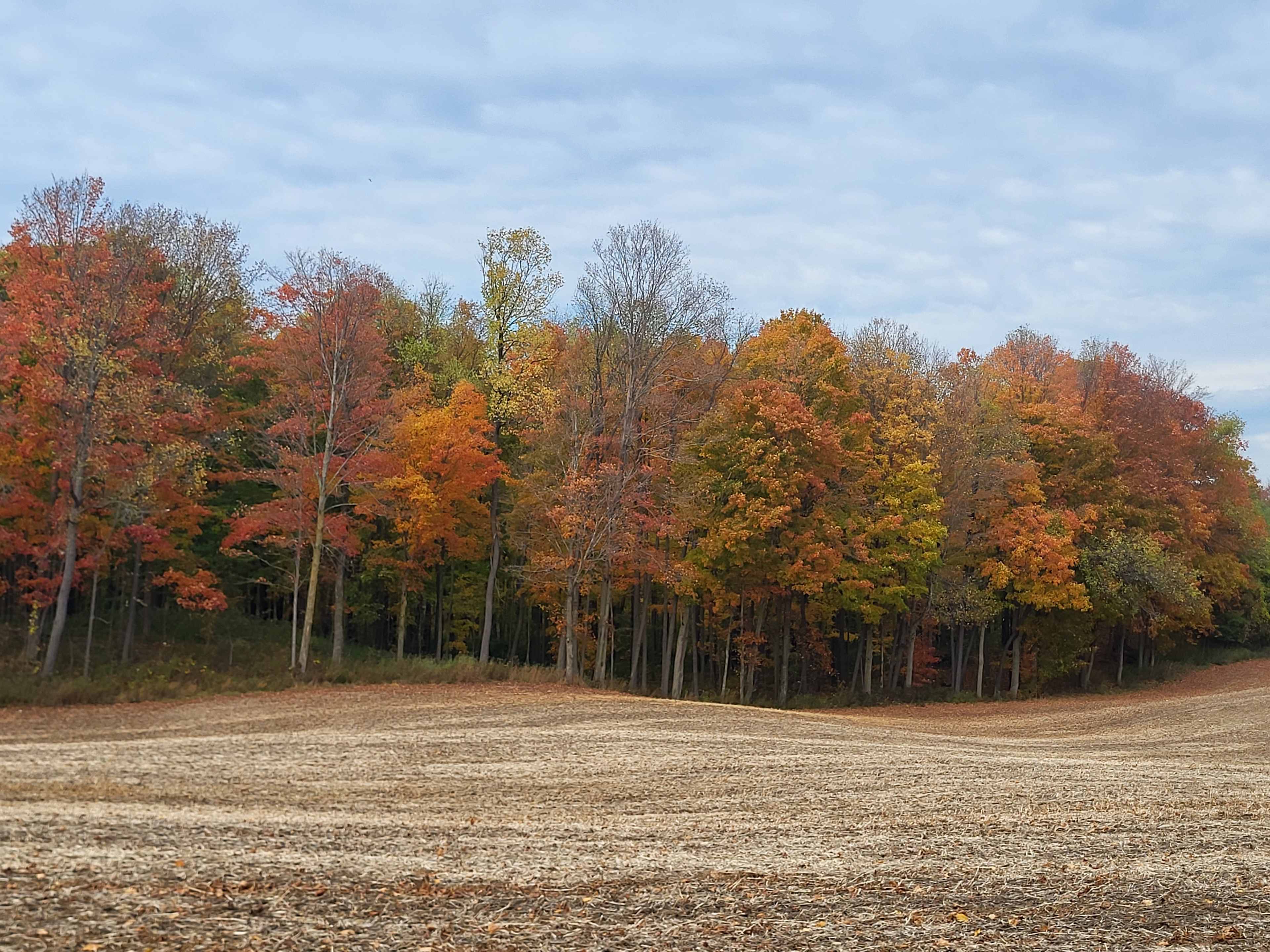 SUJO Funny Farm Camping