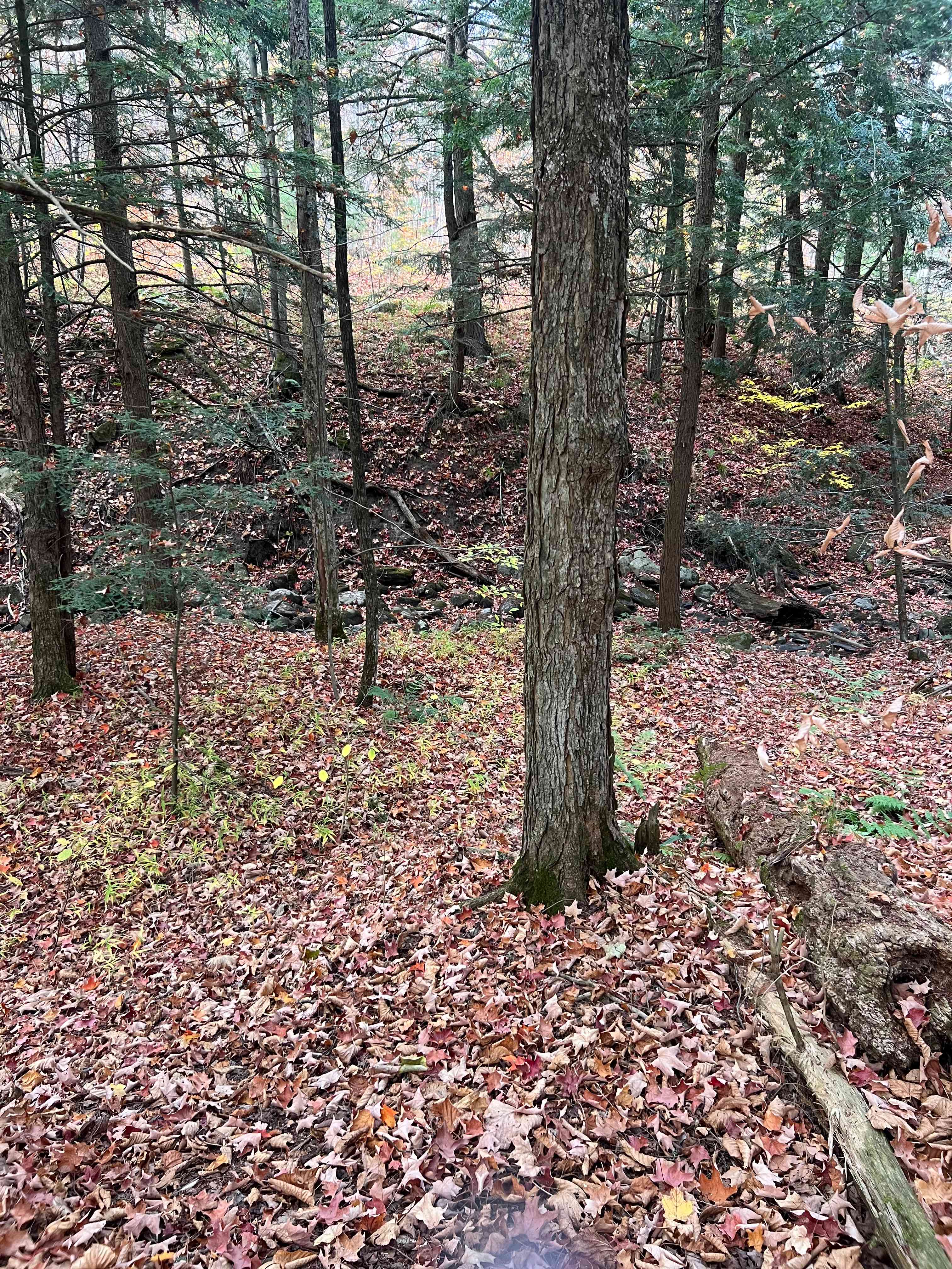 Cartwright Springs Brewery