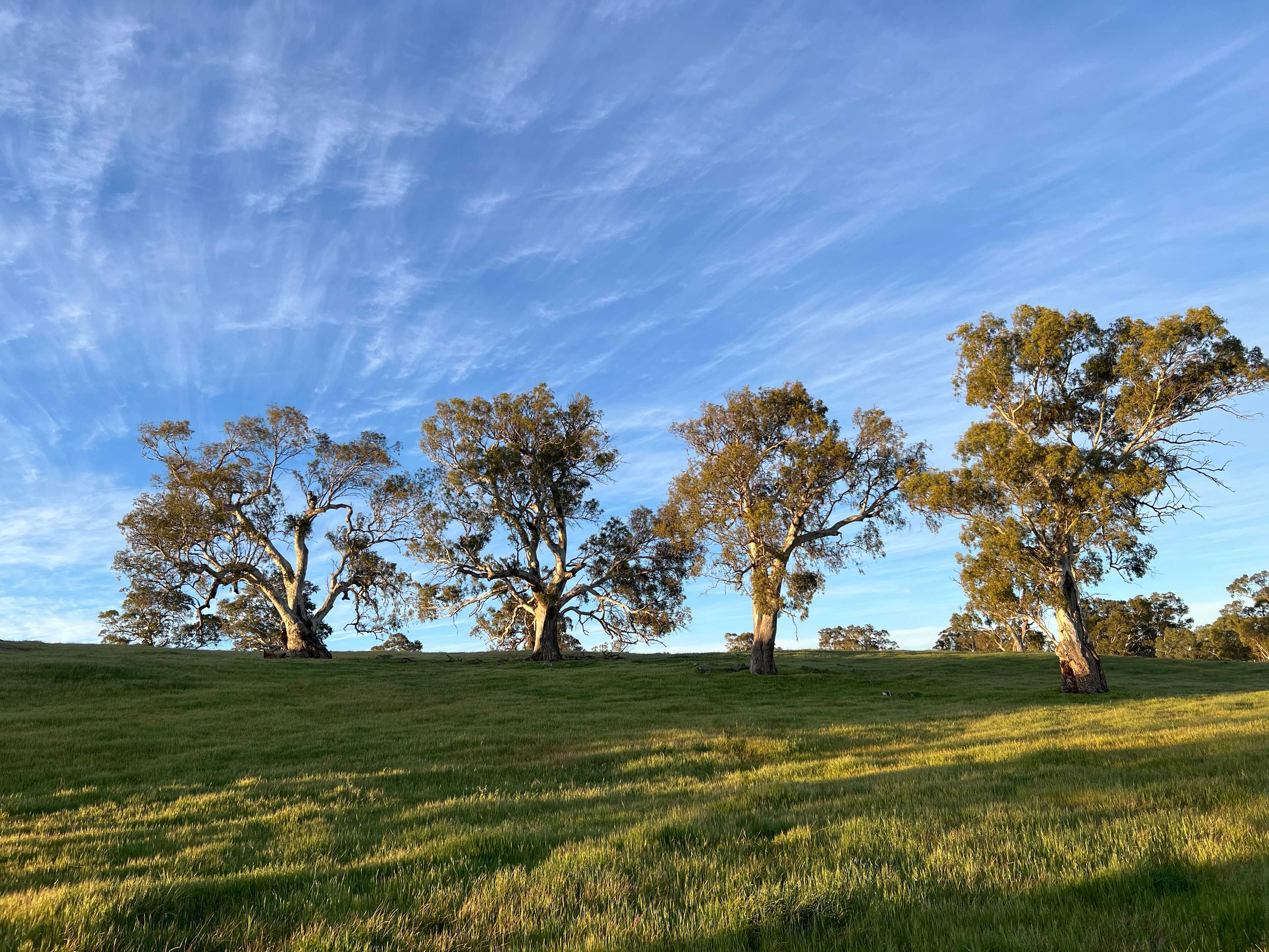 The Valley of Eden - Barossa