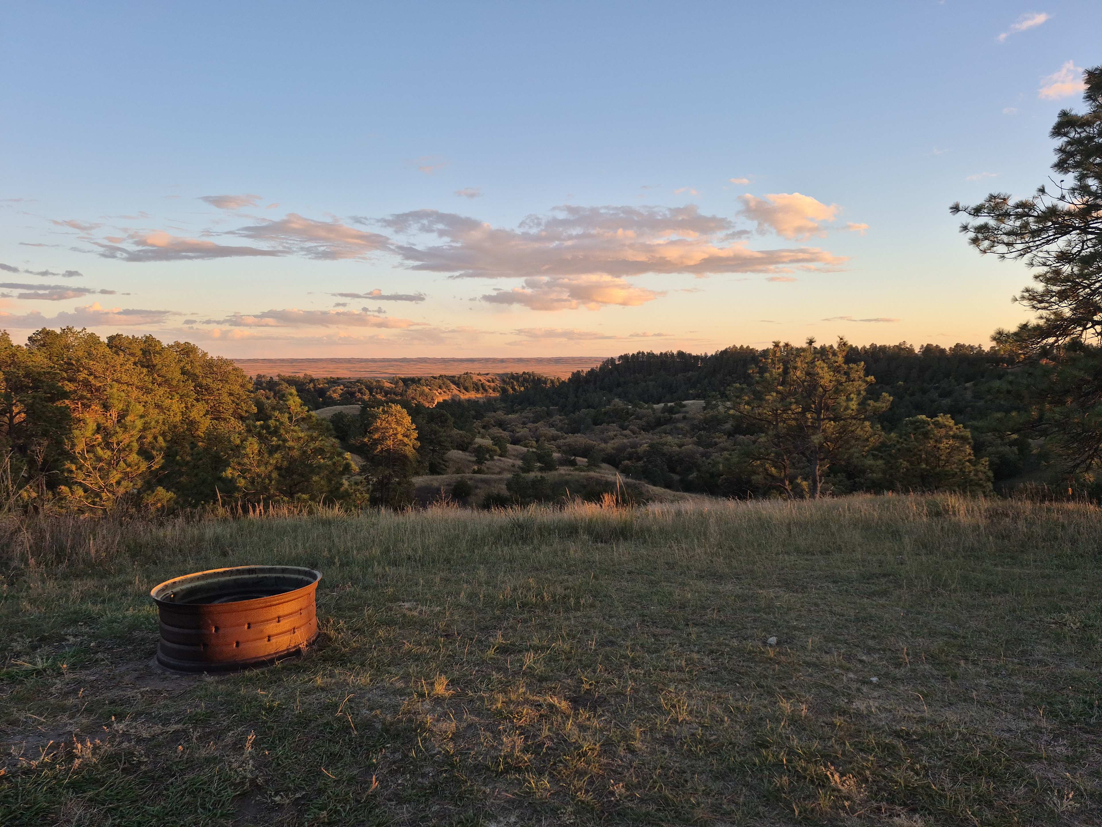 Golden Prairie Bison