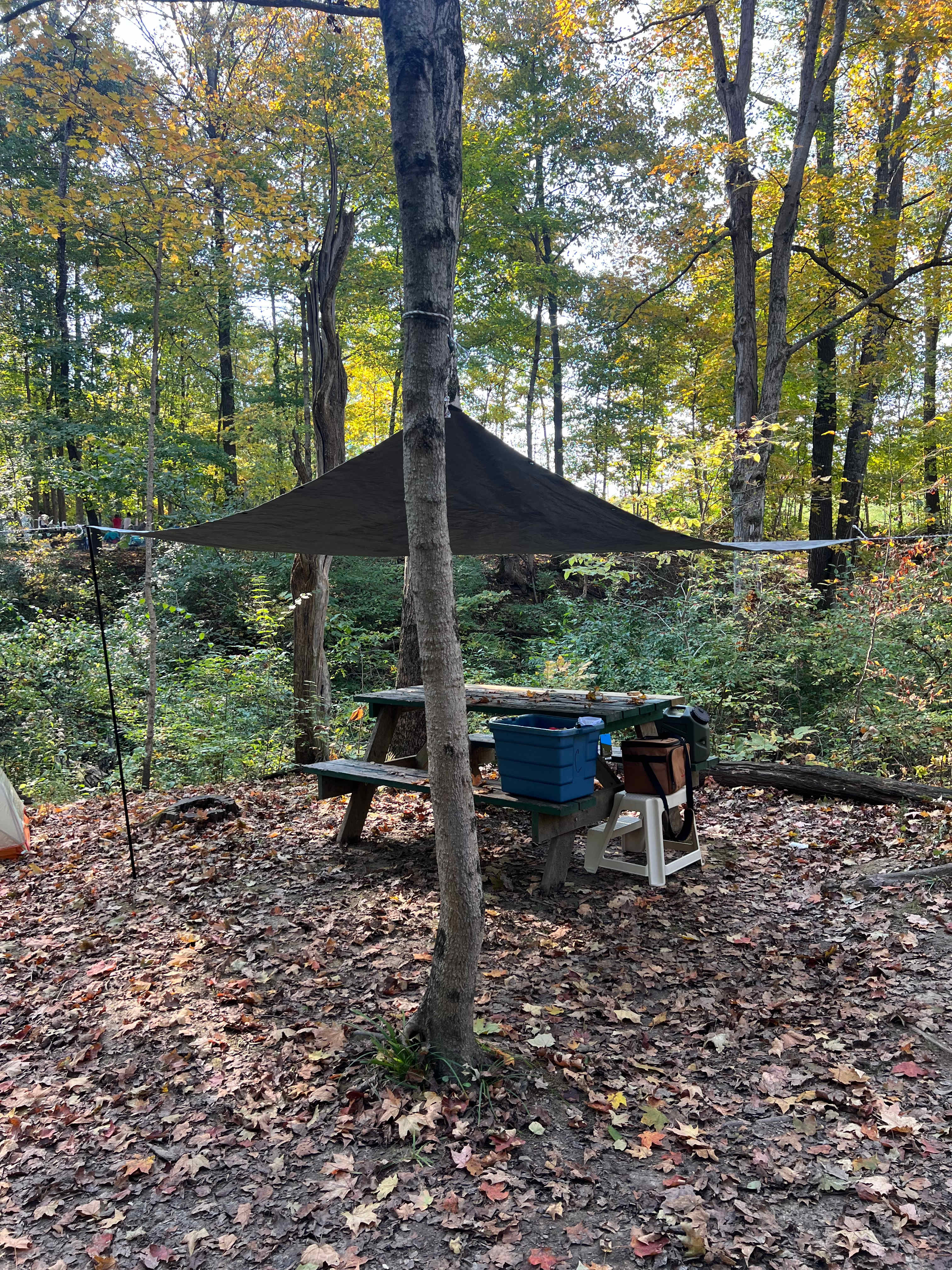 Enough trees to make a little shelter