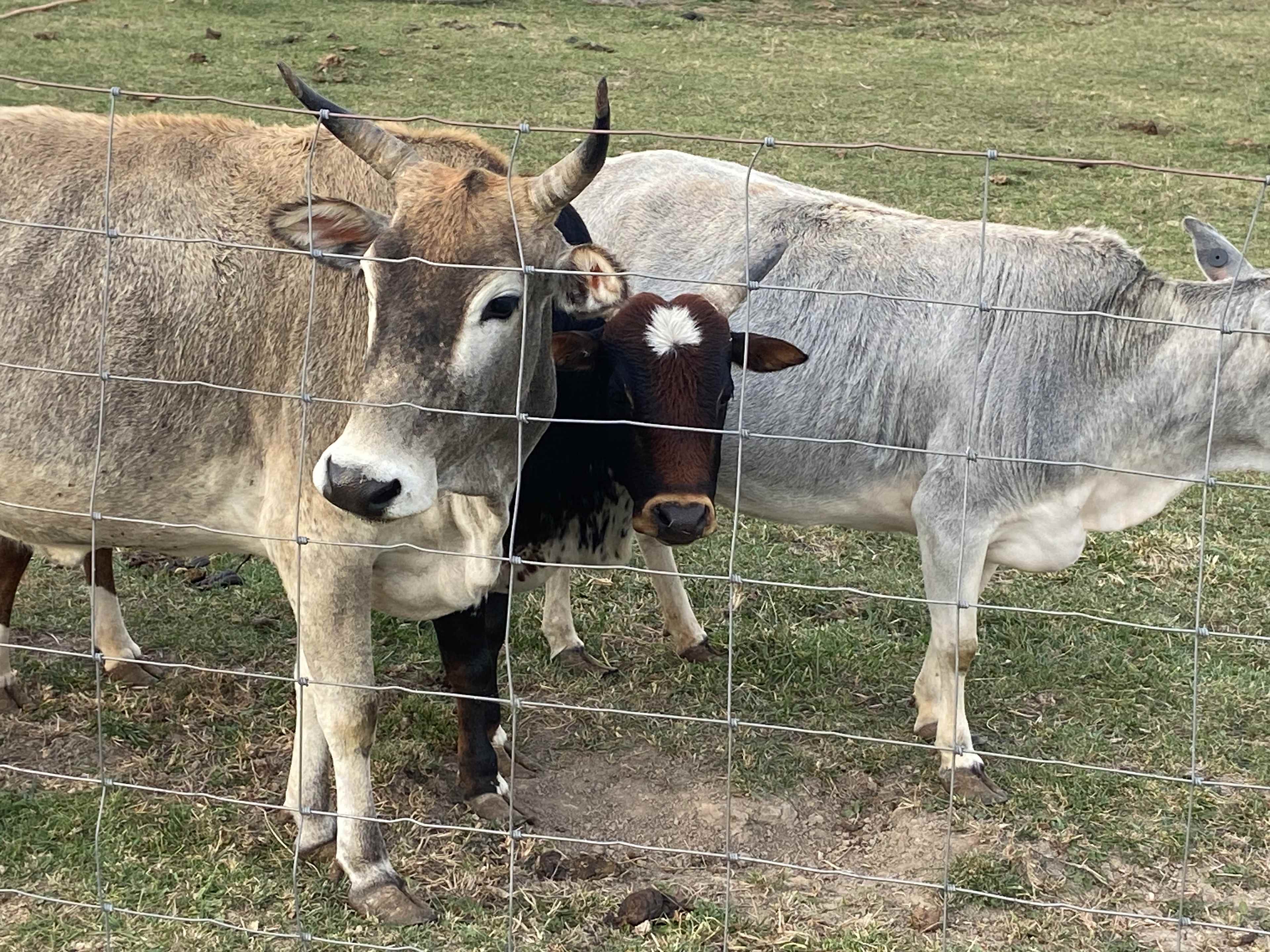 Fancy Farm Wife Mercantile