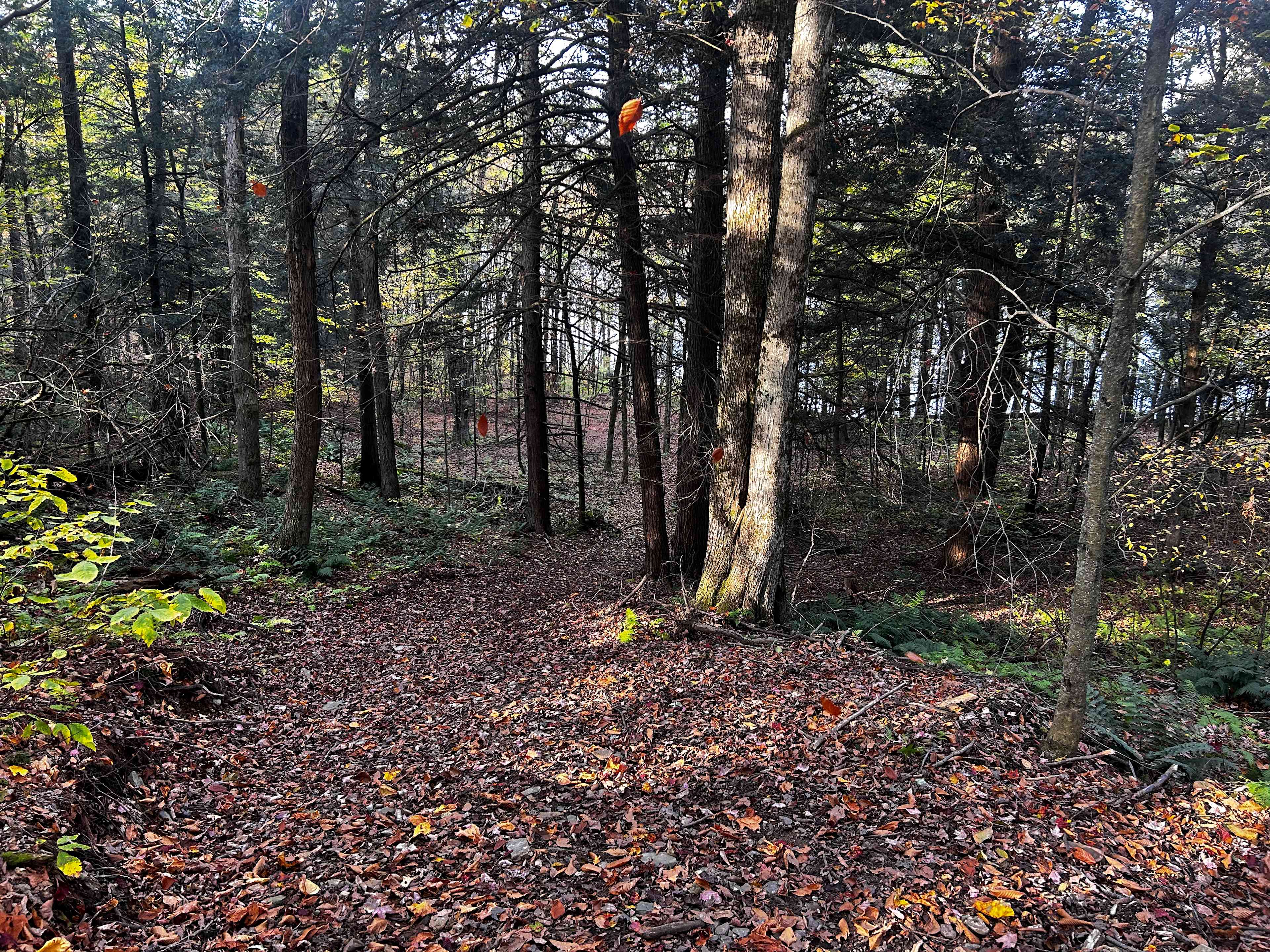 Smyrna Lake Campsite