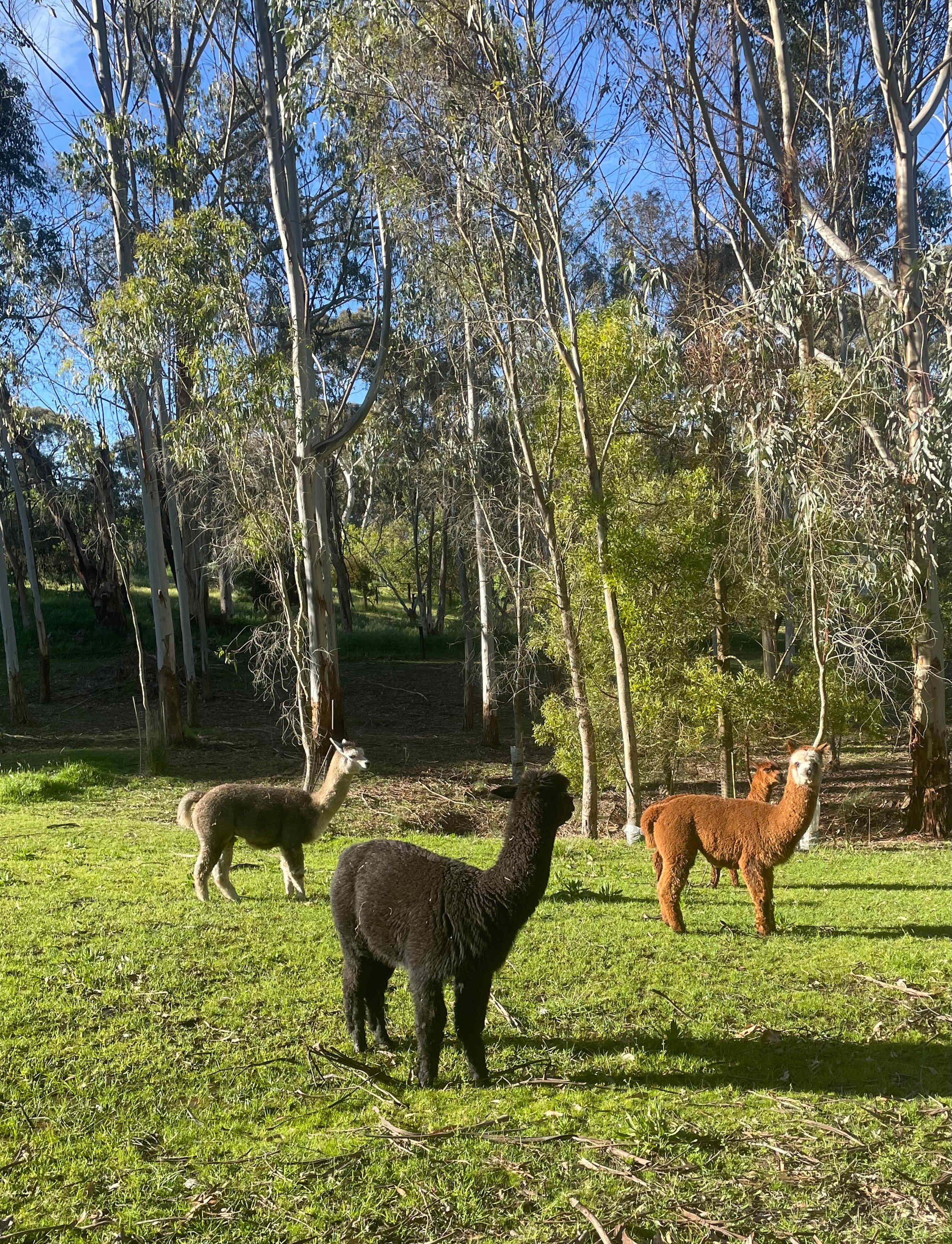 Willow Glen Alpaca Farm