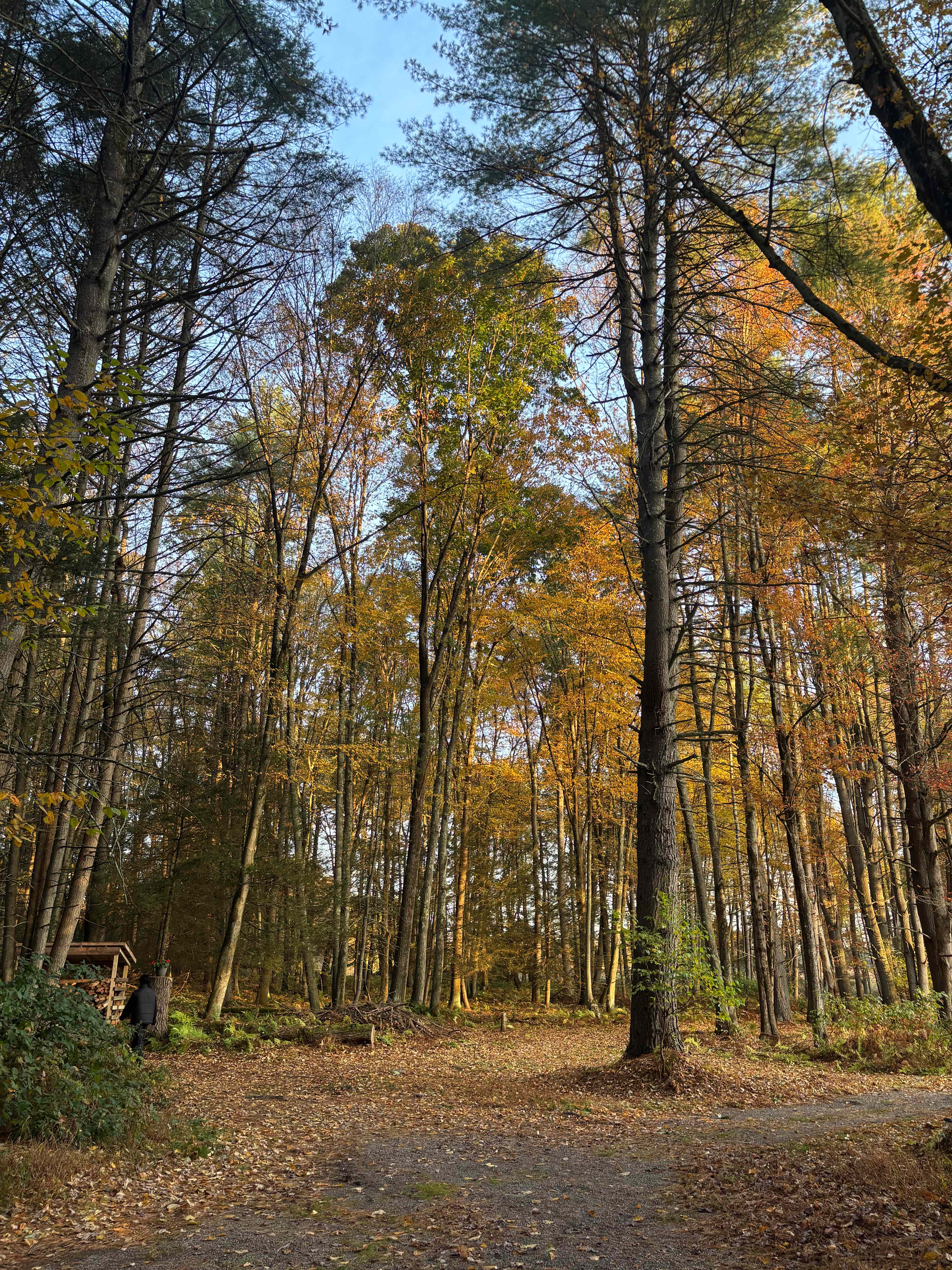 Paper Mill Pines Glamping Getaway