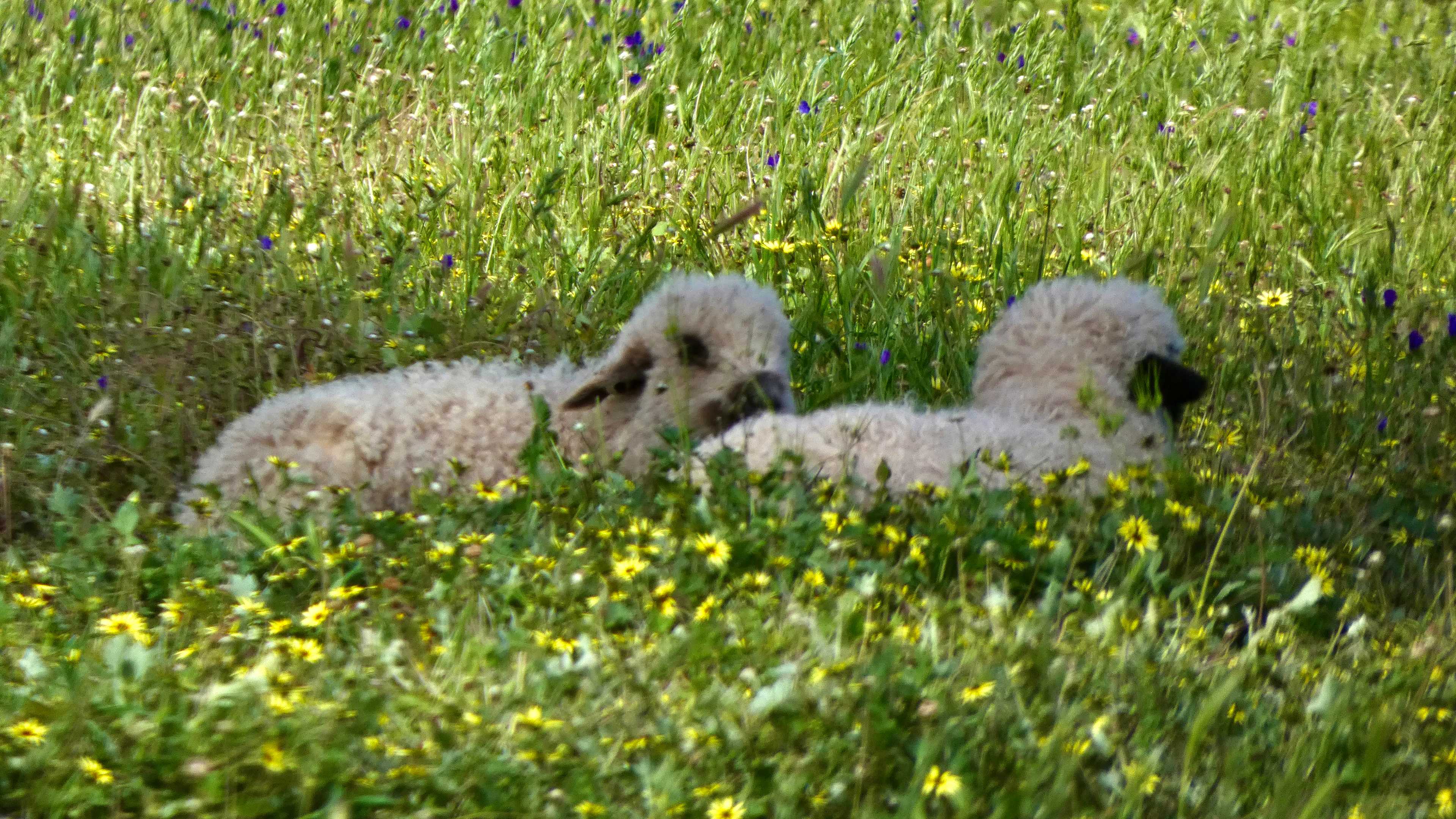 Sandalwood Downs  Farm Stay Toodyay