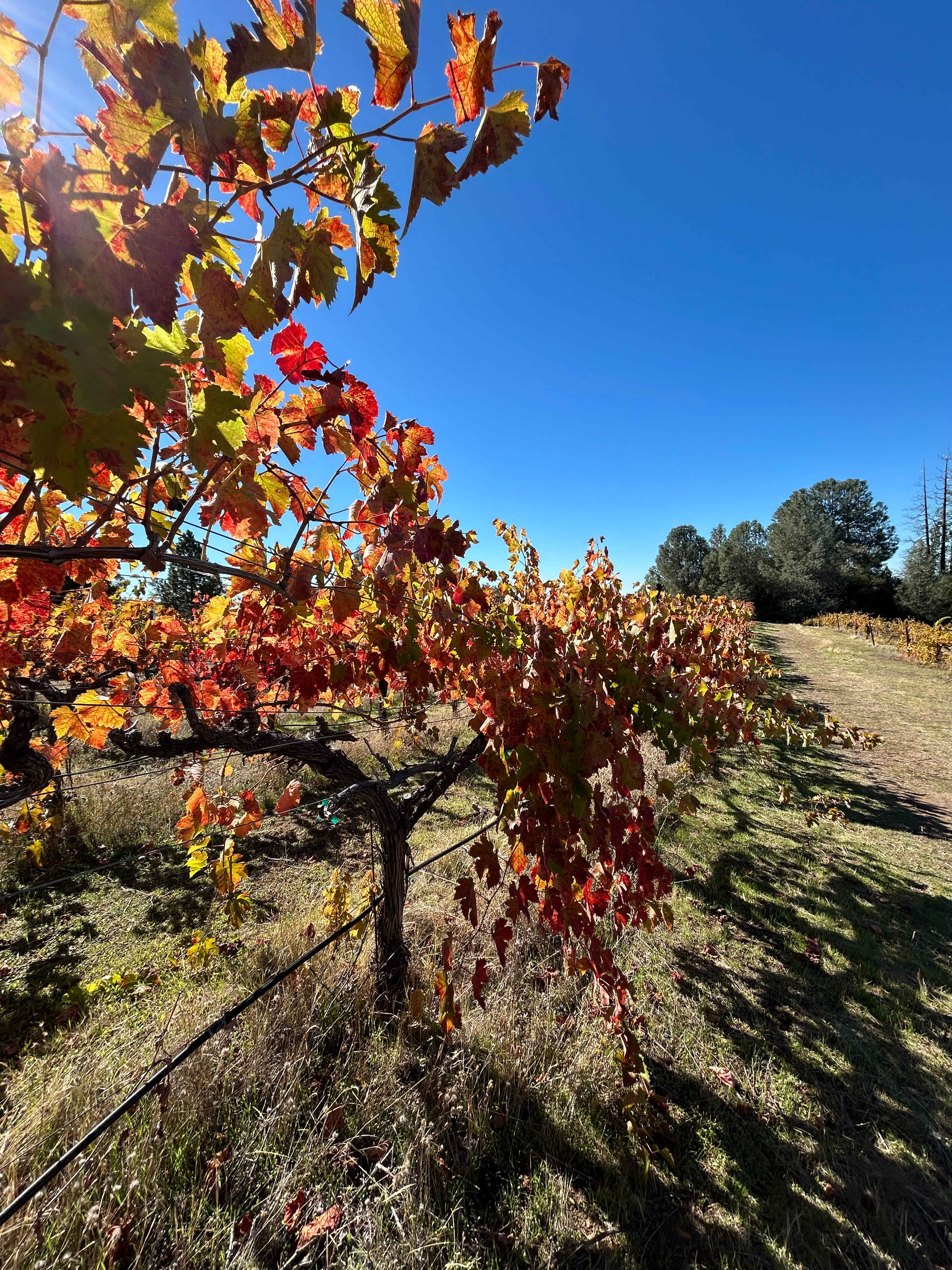 Camp 🏕 Gold Dust Vineyard