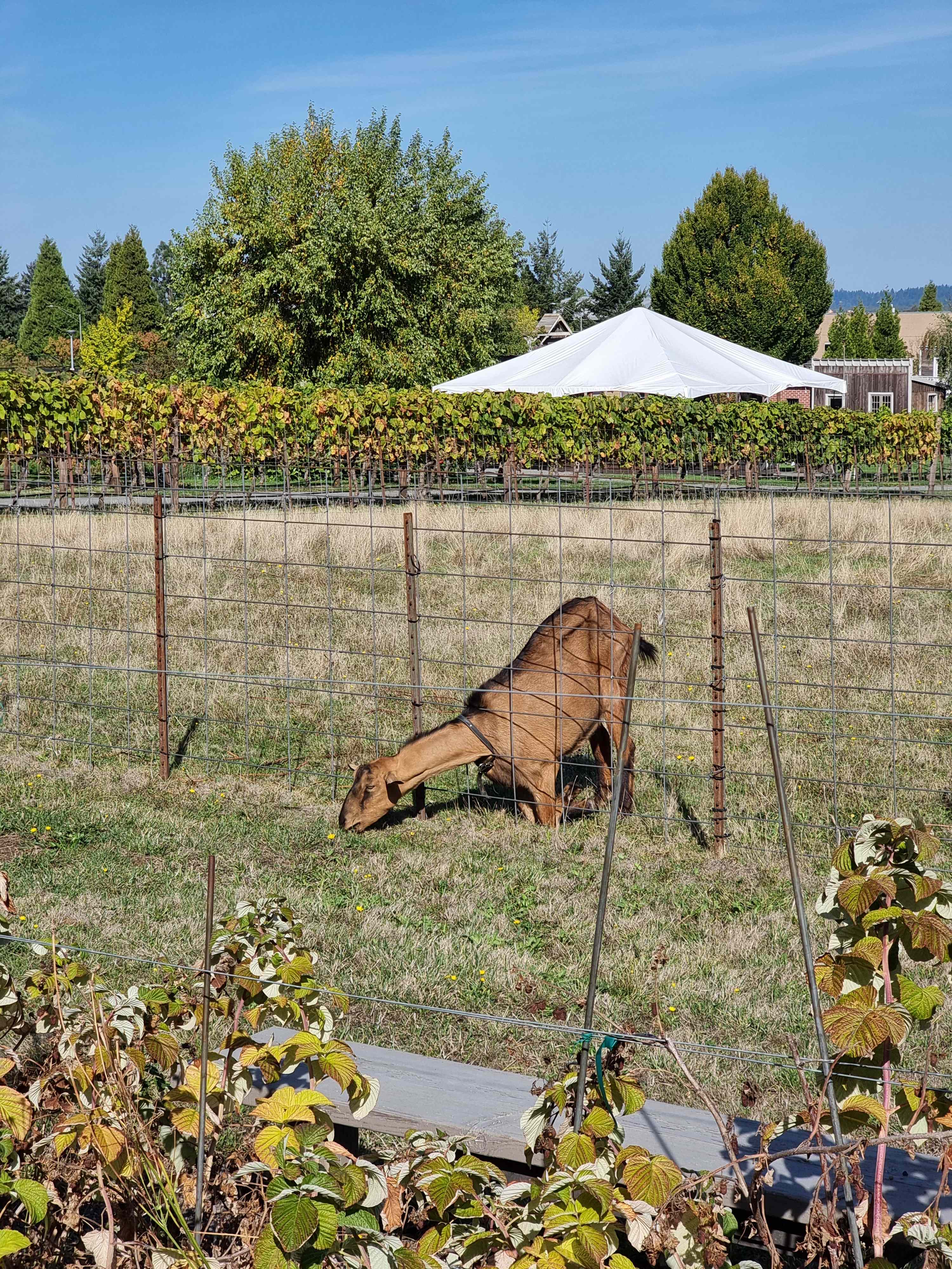 Your Farm in the City