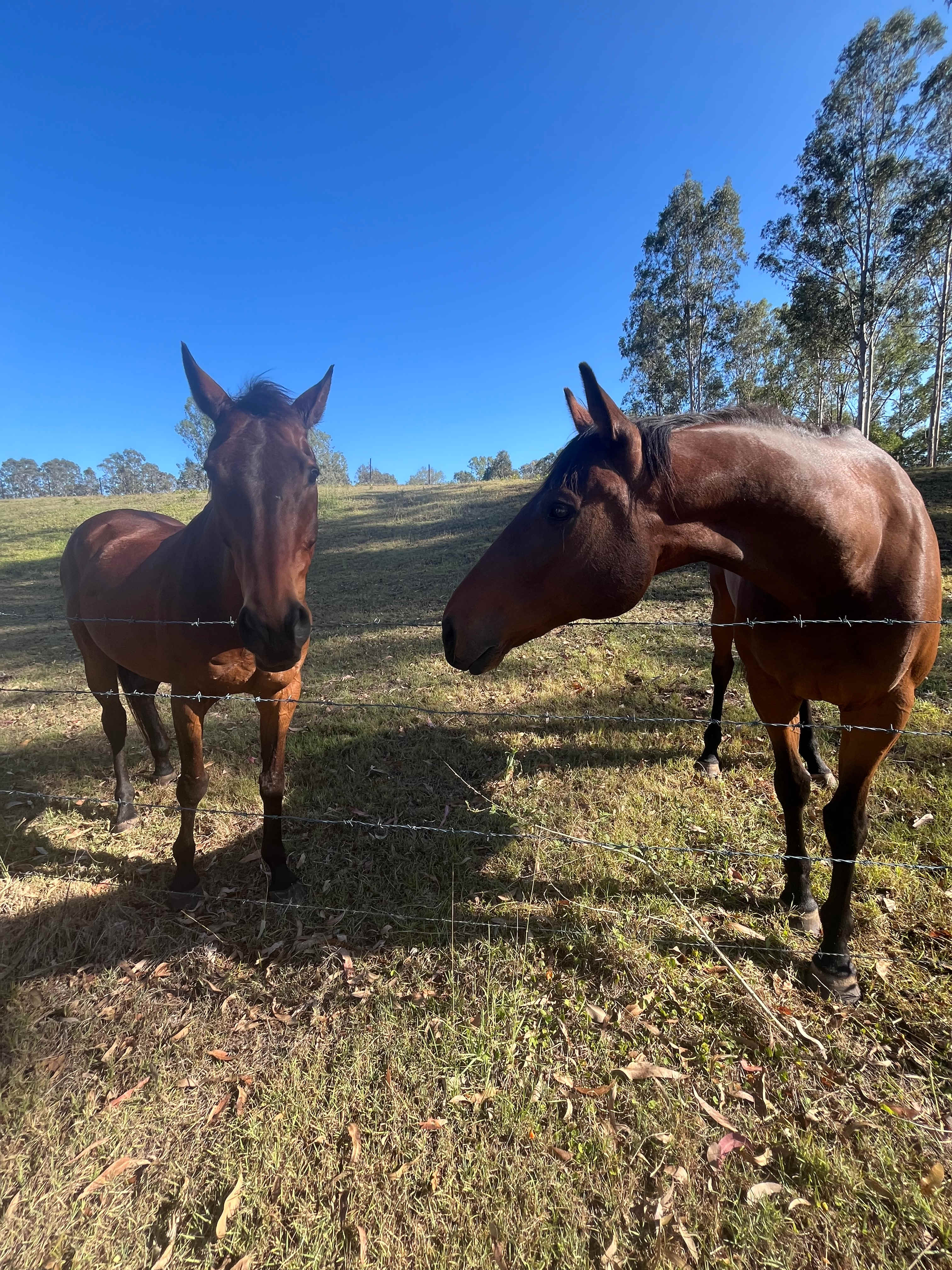 River Run Farm Camping