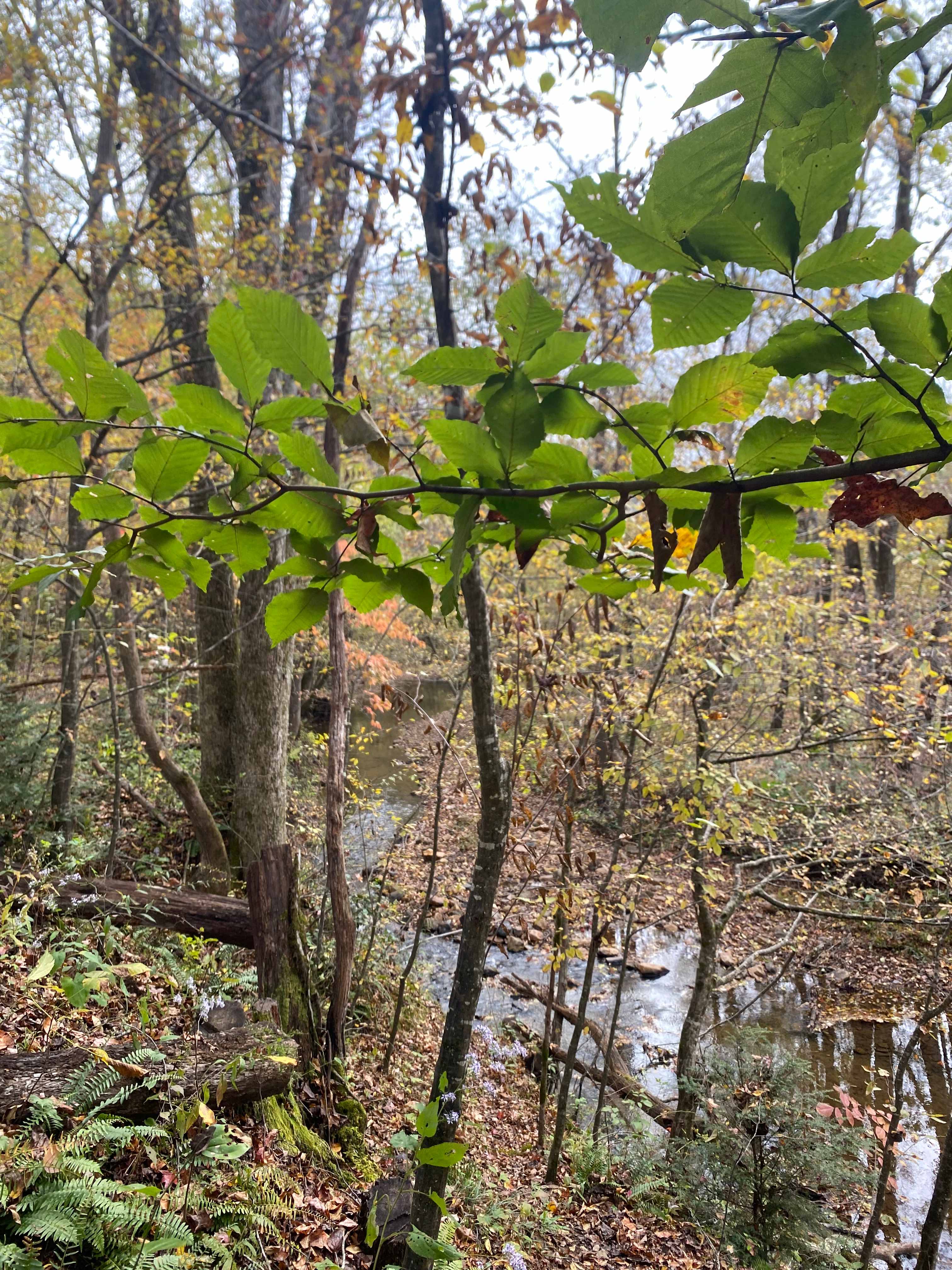 TangleWood Creekside Campsites