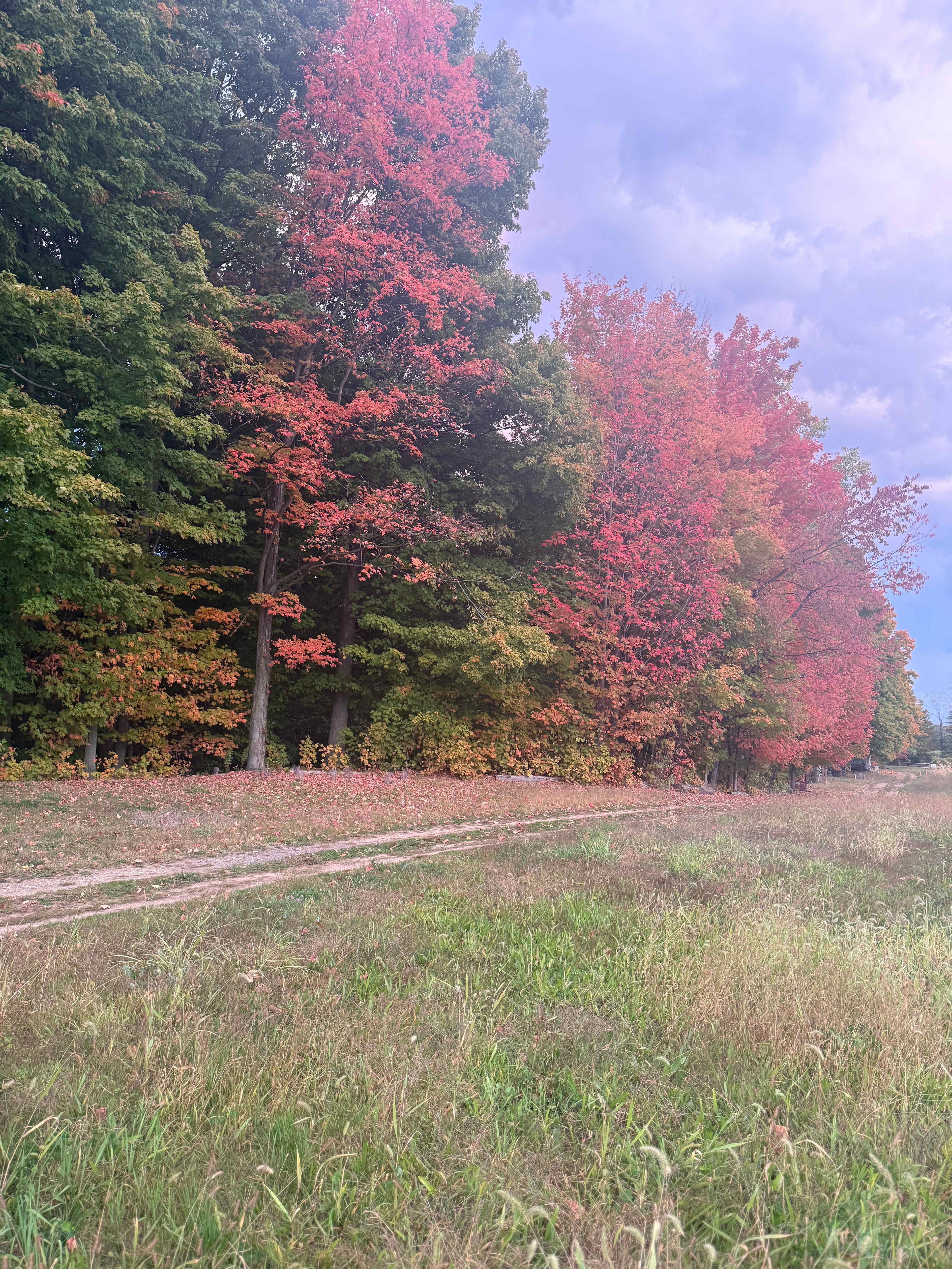 Mulln-Heim Vineyards