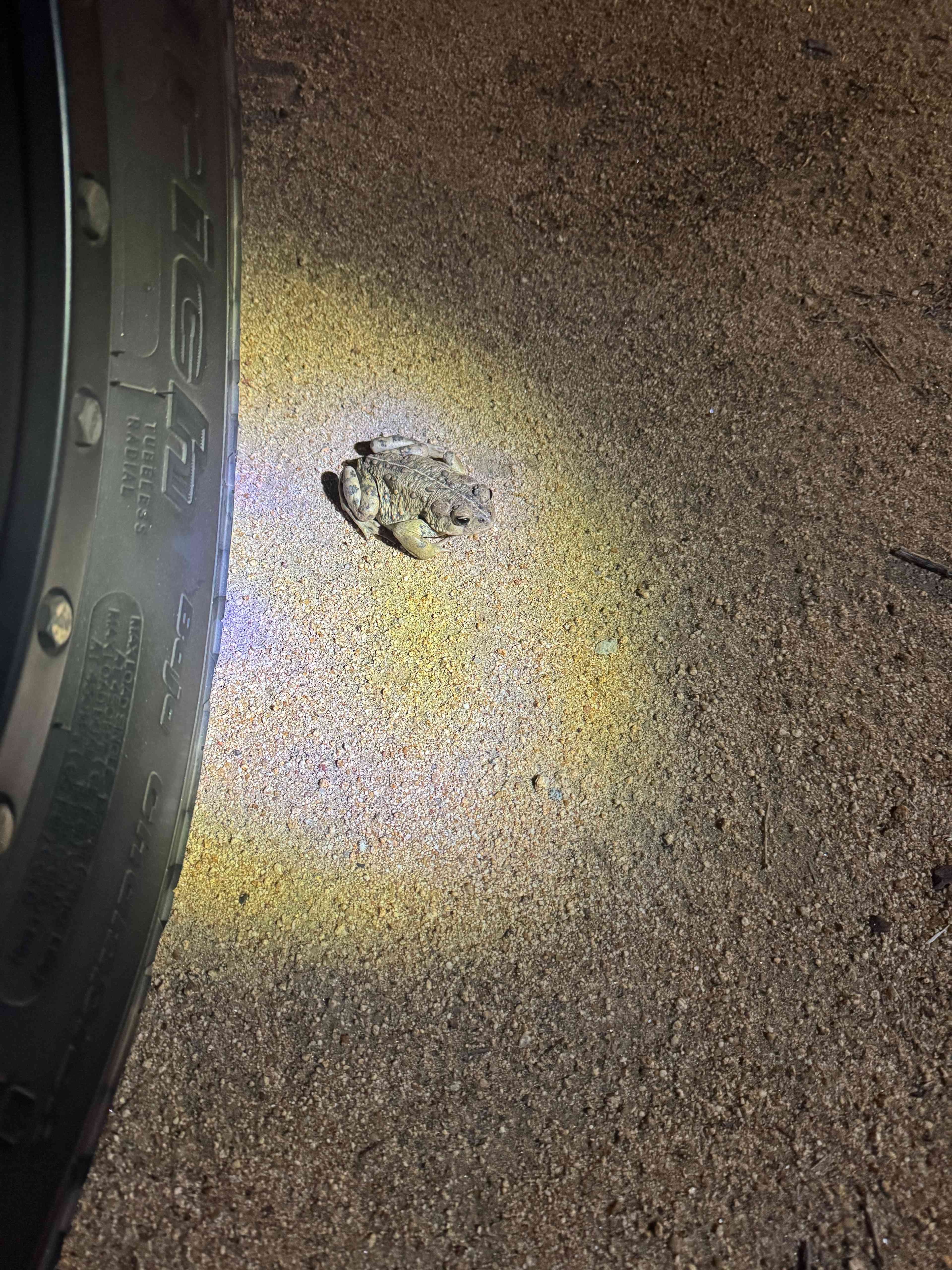 Zephyr Mountain Avocado Grove