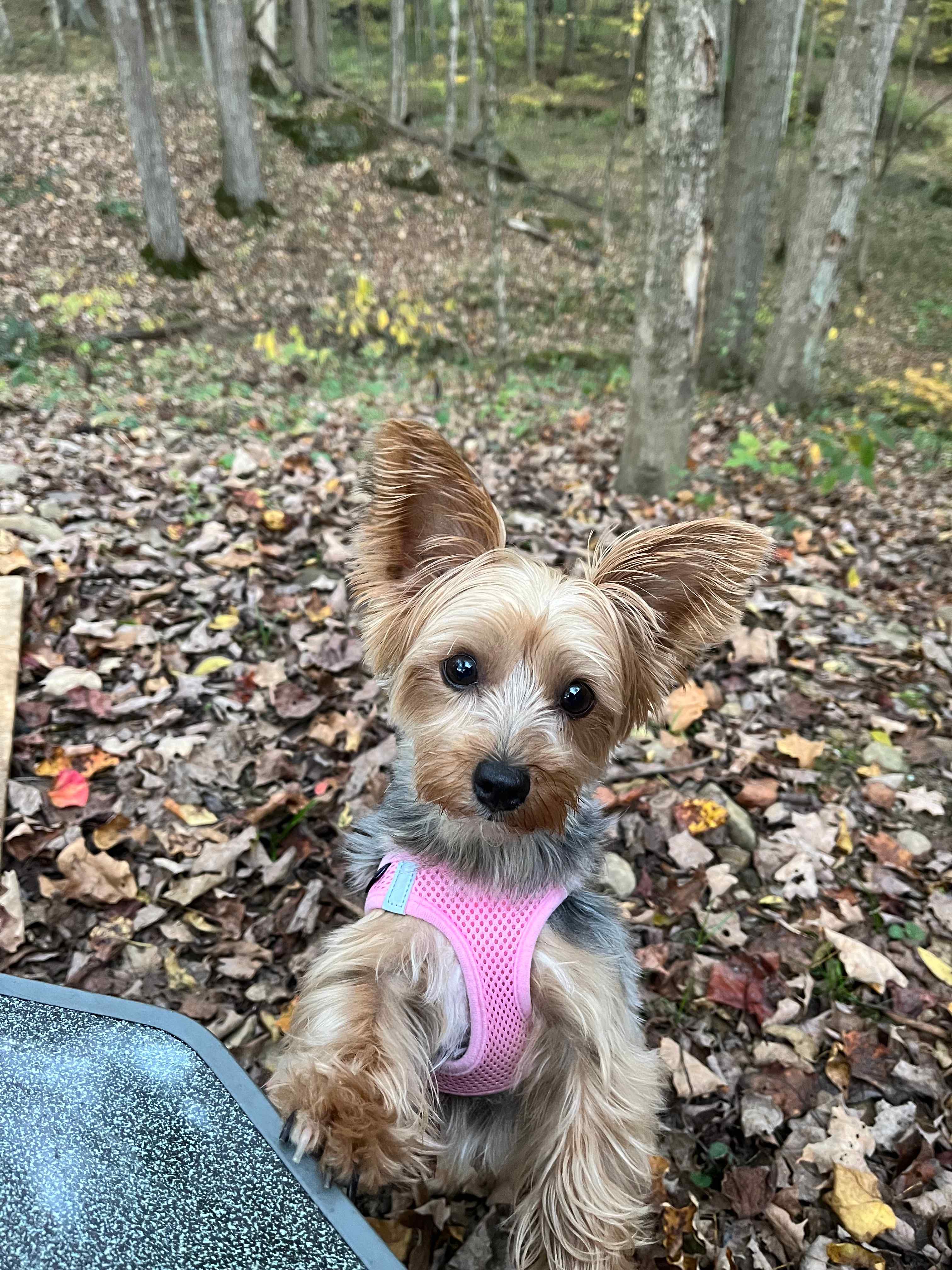 The Turkey Hollow Campground