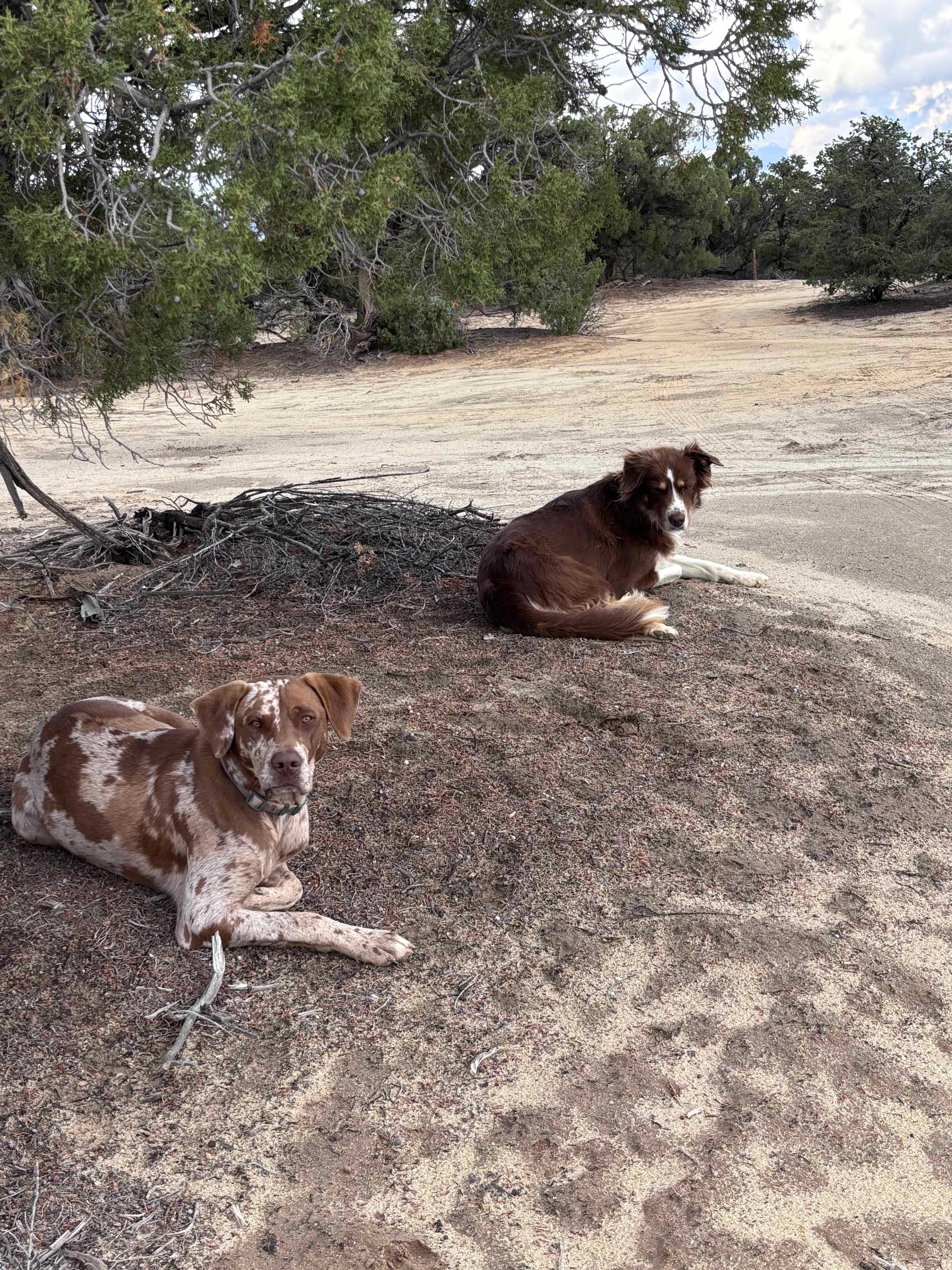 We didn’t know their names so we called them Frankie and Lola. 