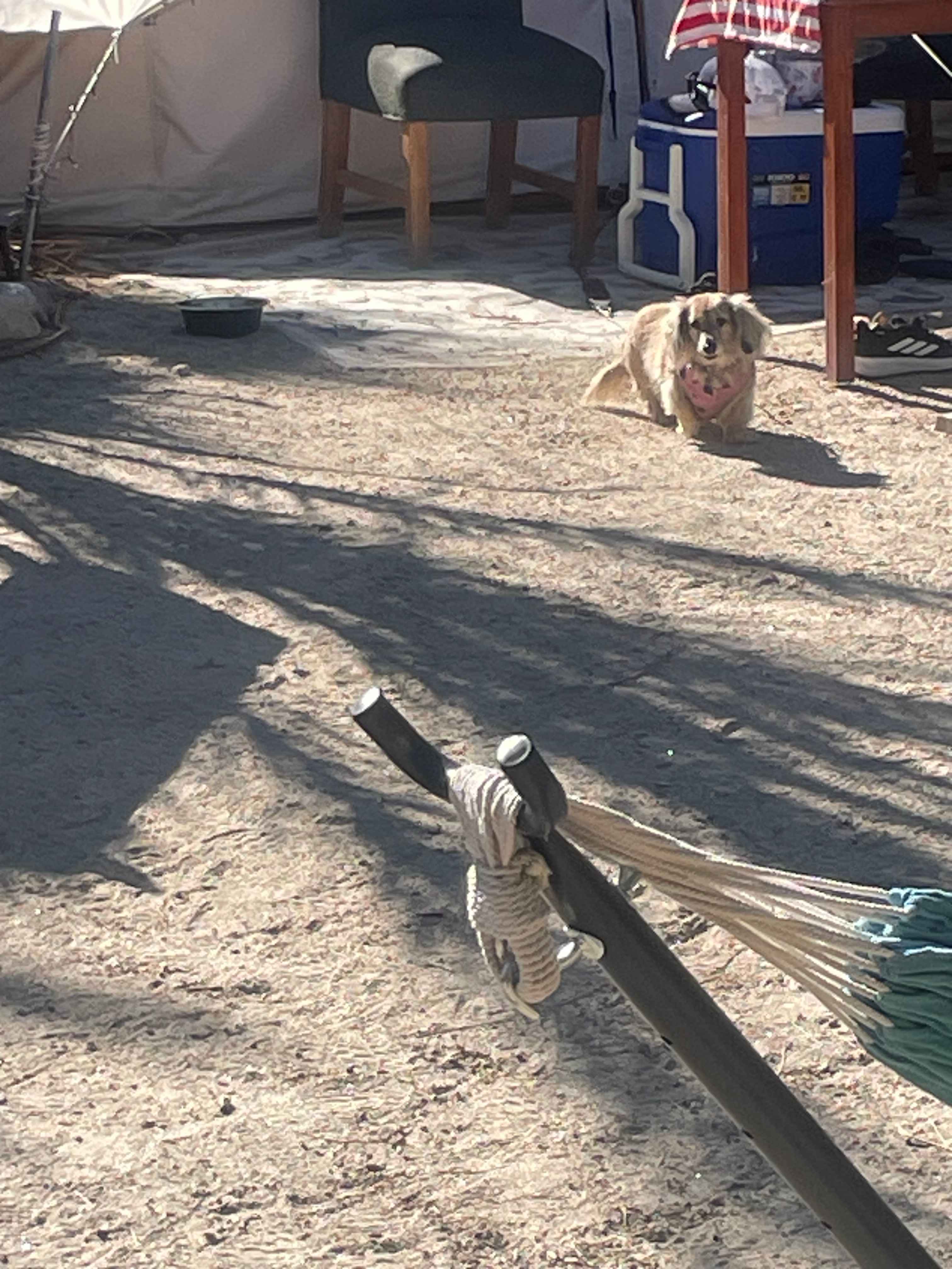 Mineral Spring Date Farm