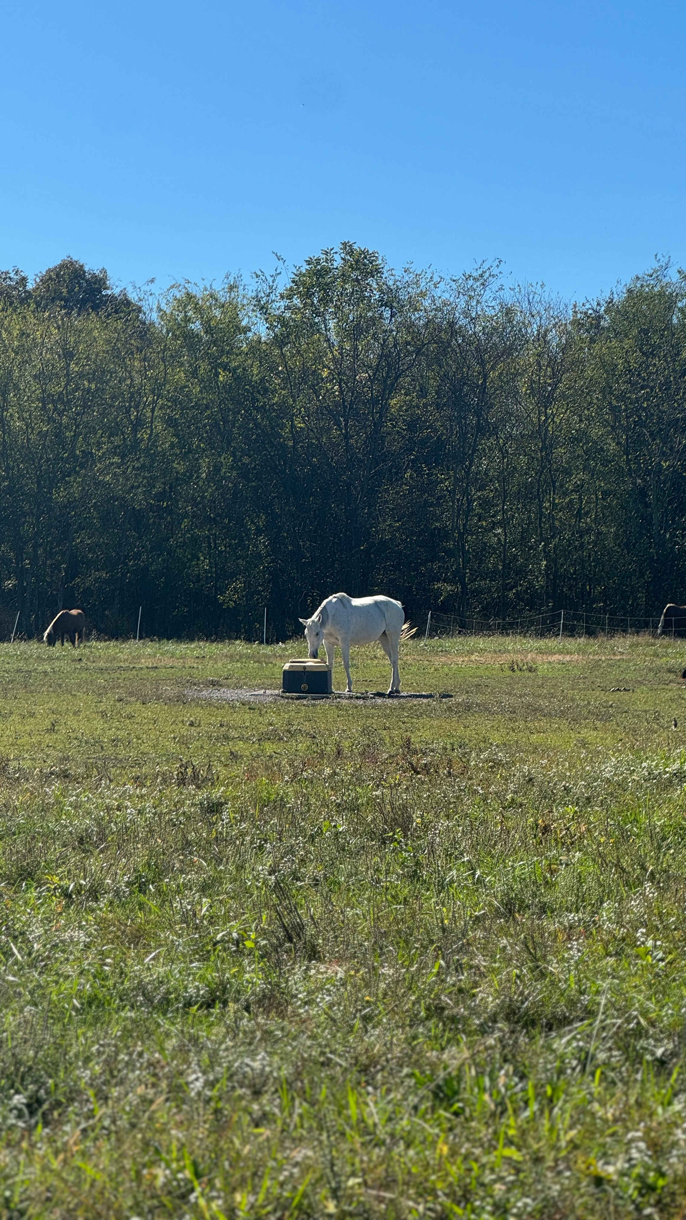 Crossing Creeks Farm