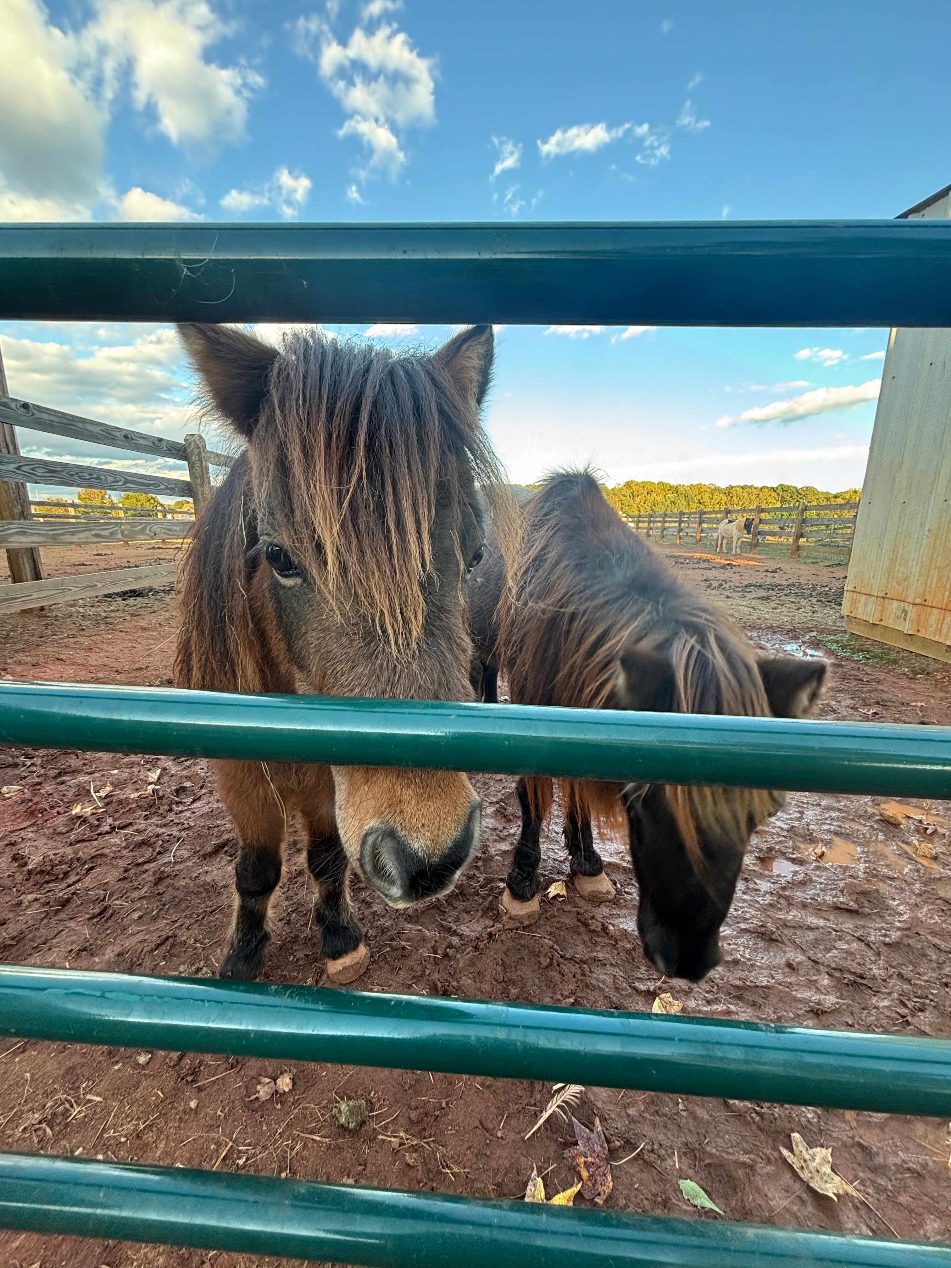 Liberty Stables Private Escape