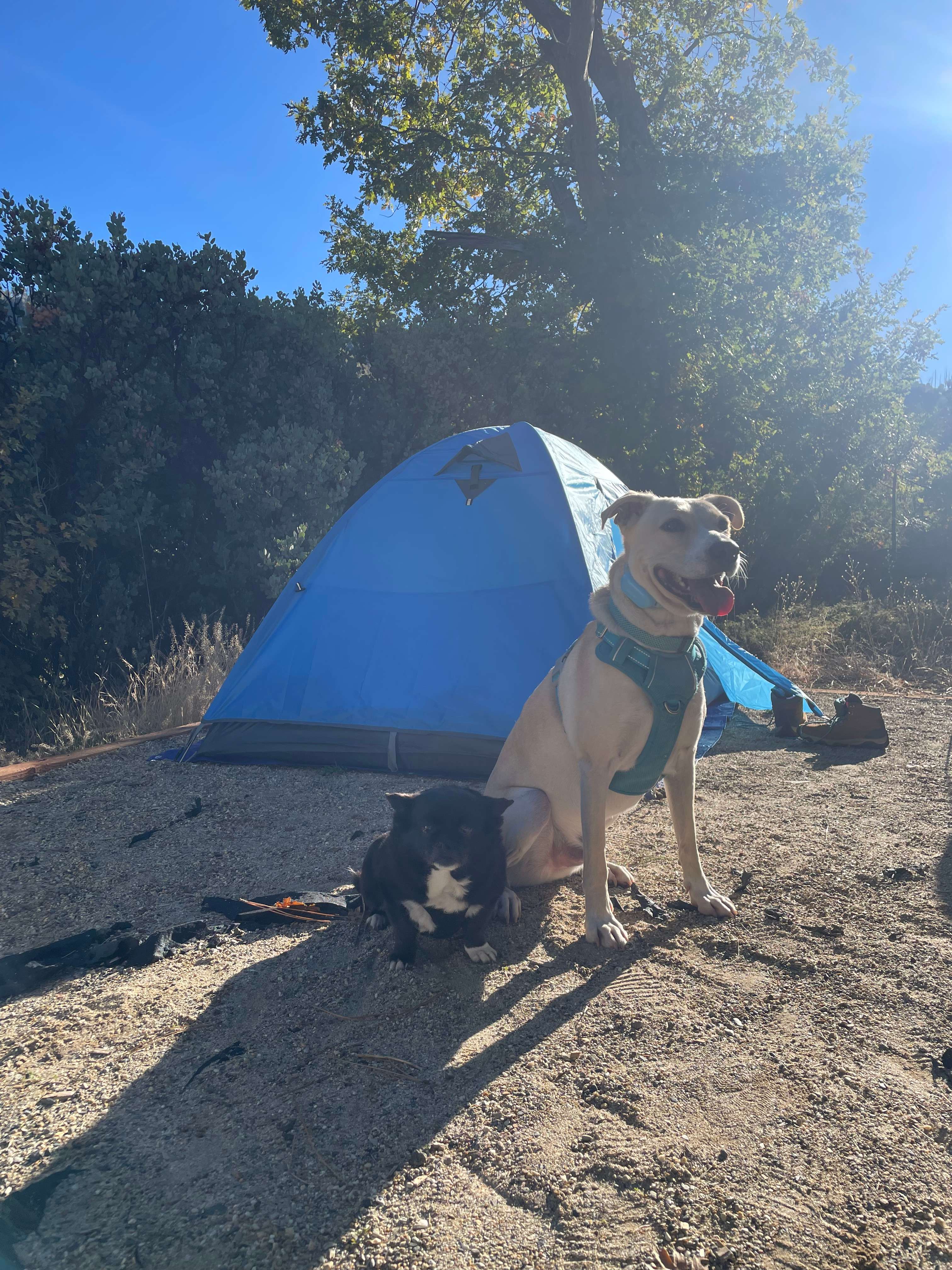 Yosemite Colfax Spring