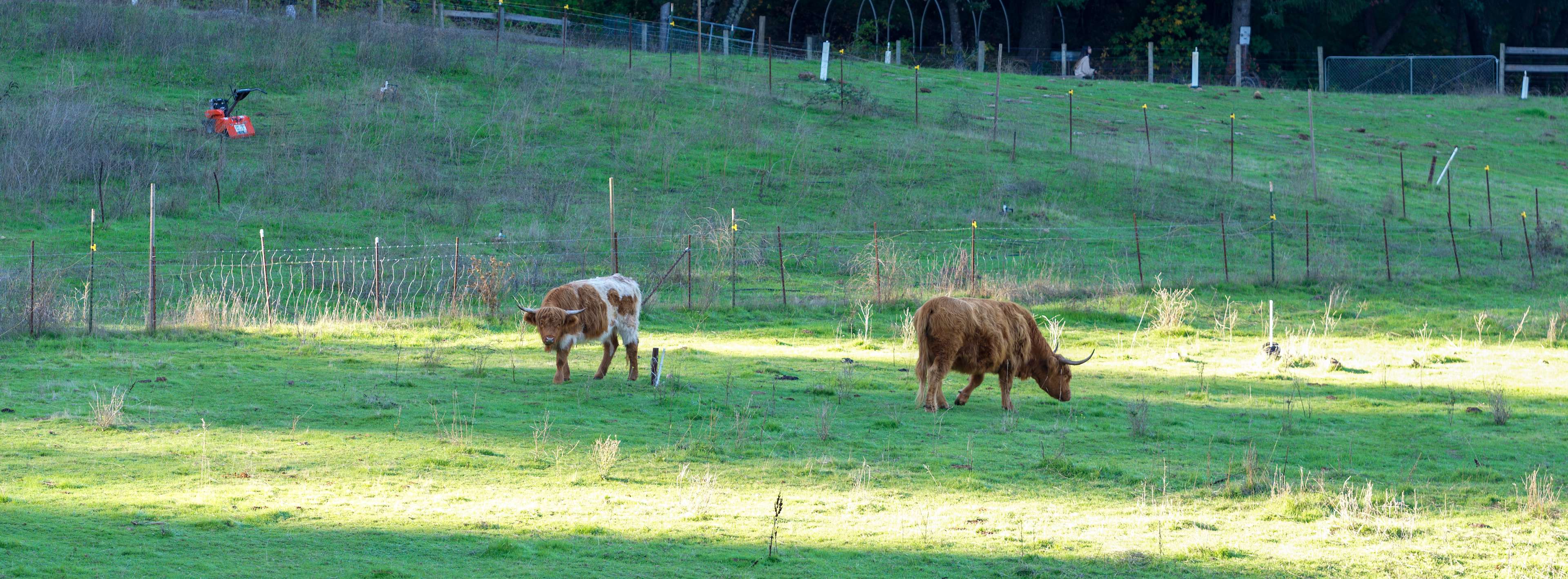 Wild Canyon Ranch CA