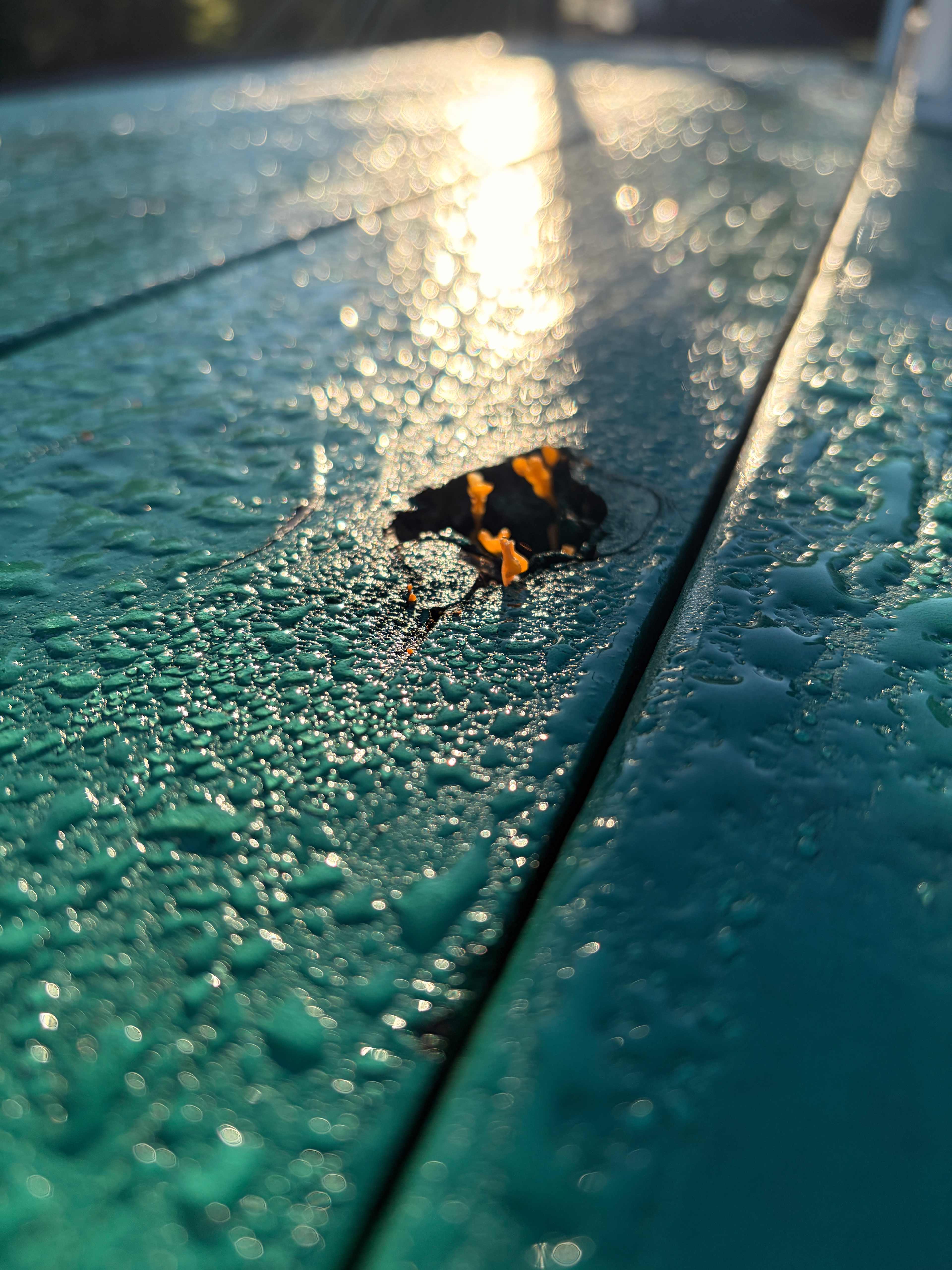 Fan-shaped Jelly Fungus for breaky anyone?