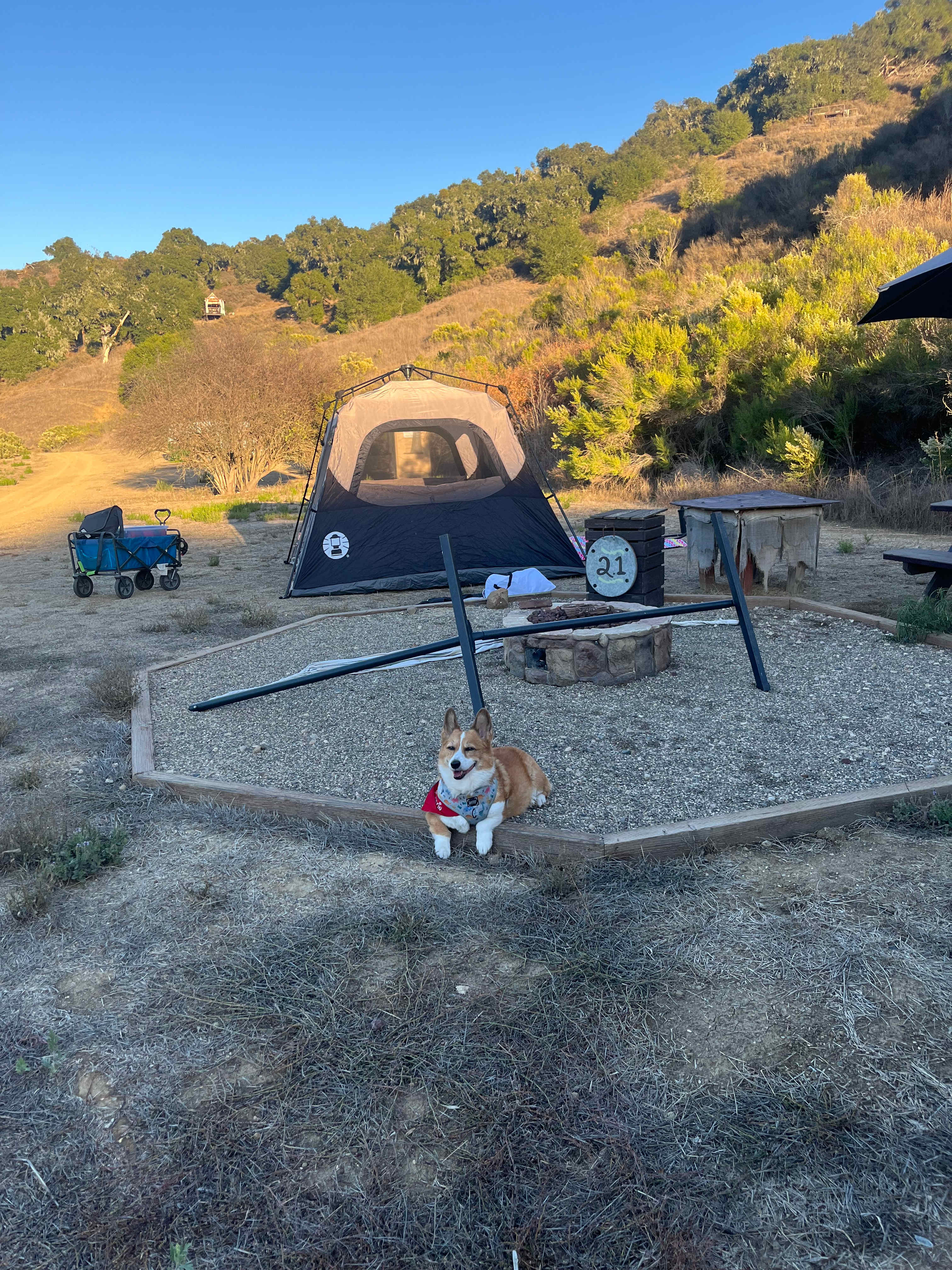 Freedog Farms @ Cactus Flower Ranch