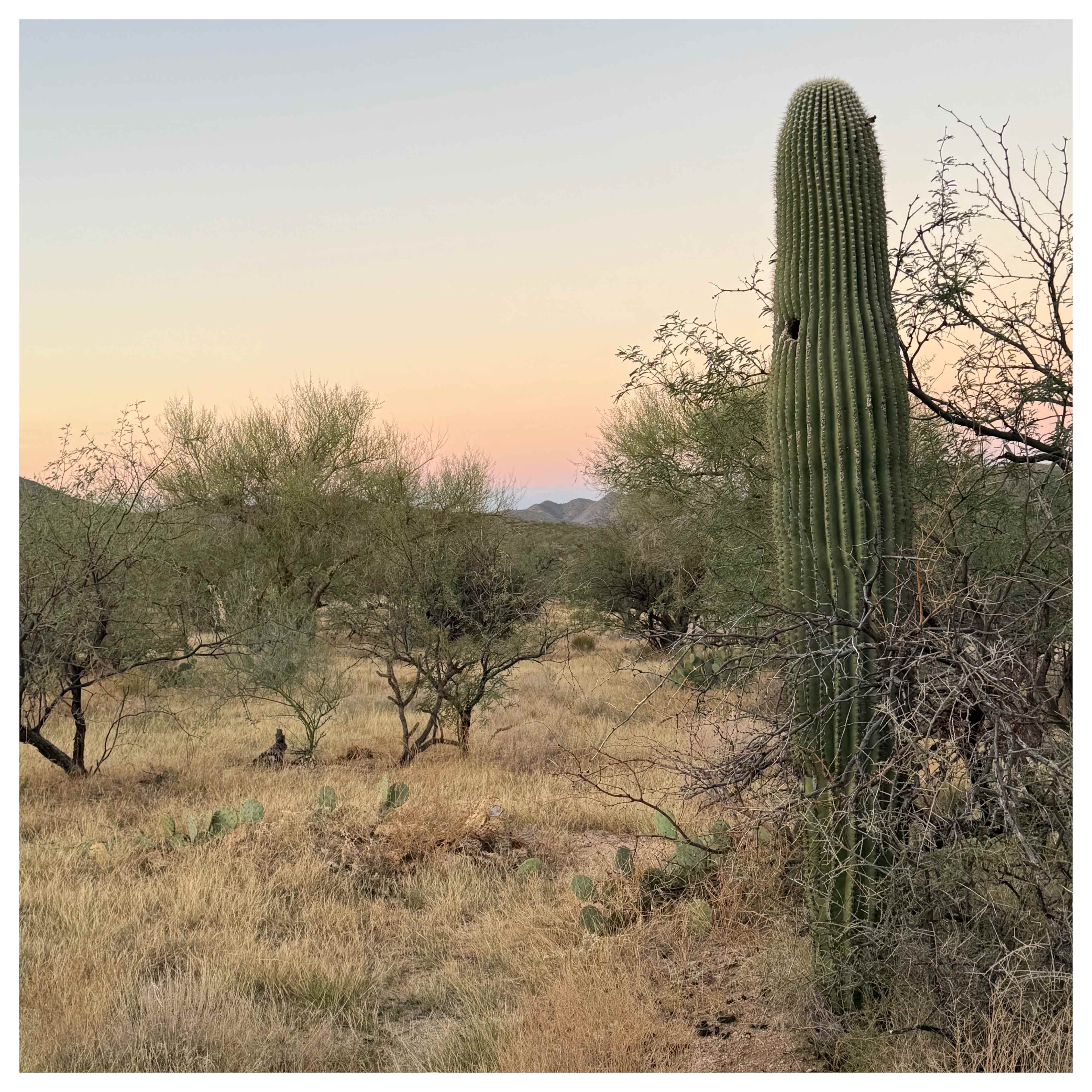Epic Private 300 Acre Saguaro Park