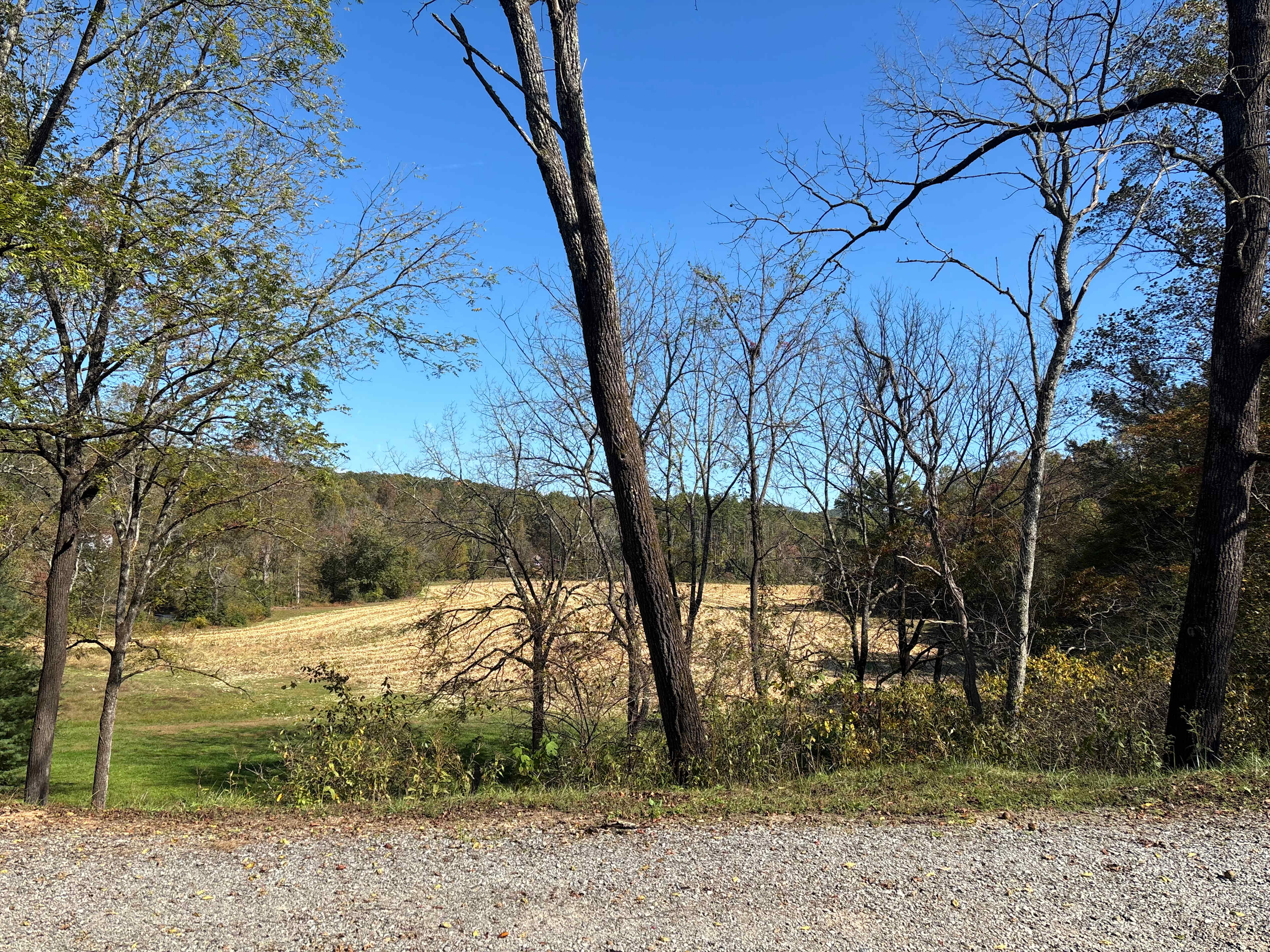 RV site on a Black Walnut Farm