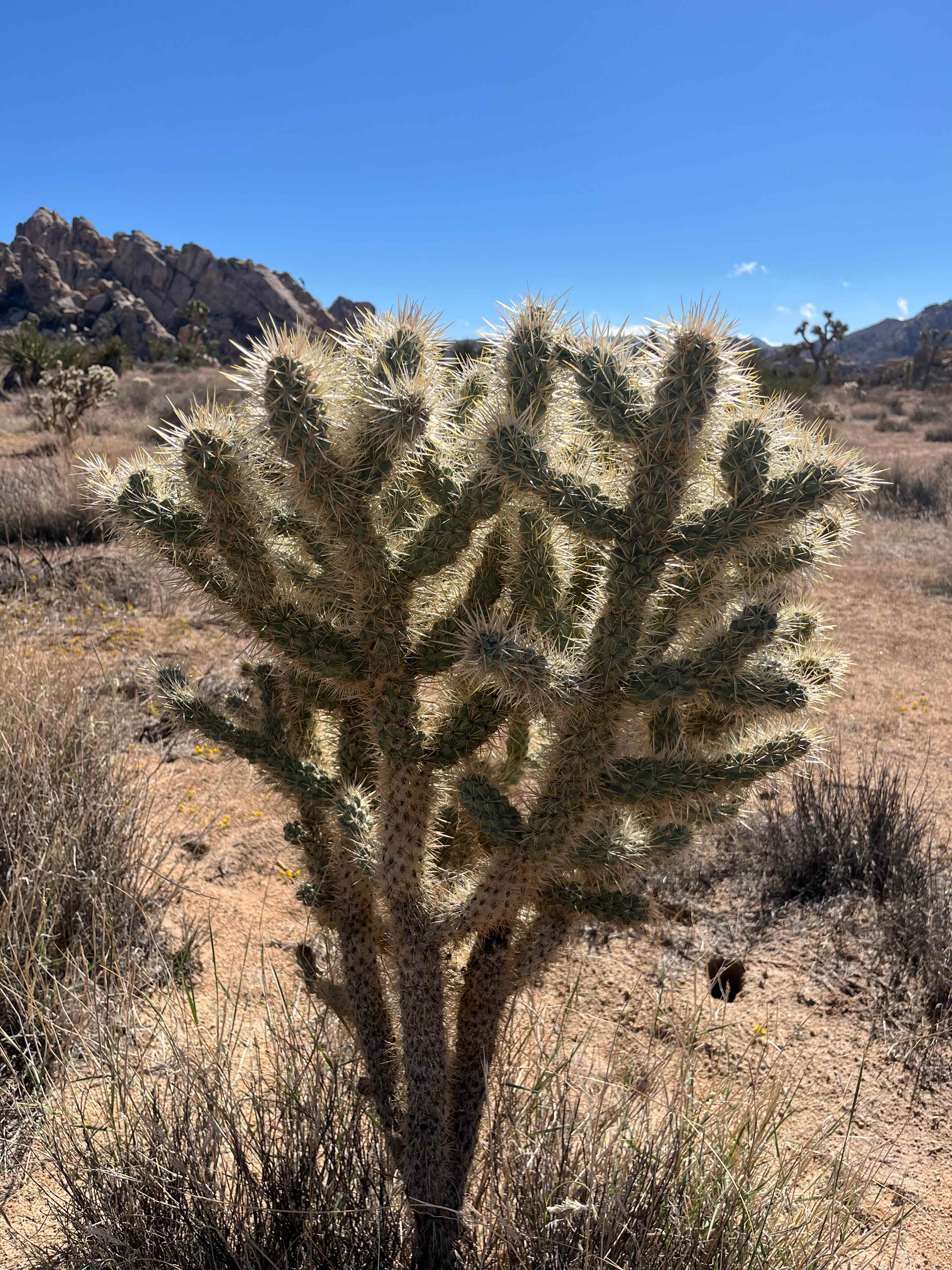 Joshua Tree Private Campsite