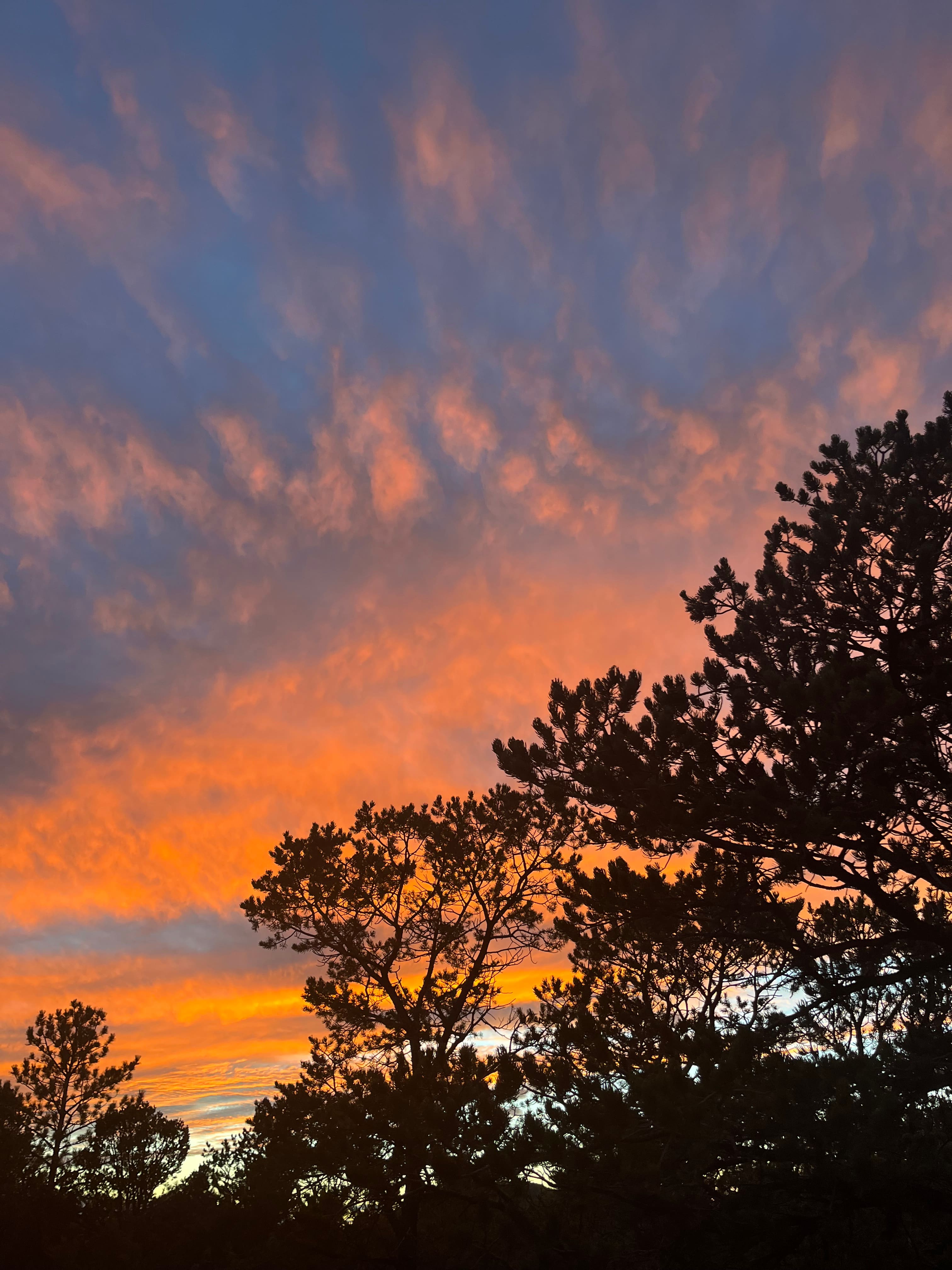 Santa Fe Treehouse Camp & Wilderness Preserve